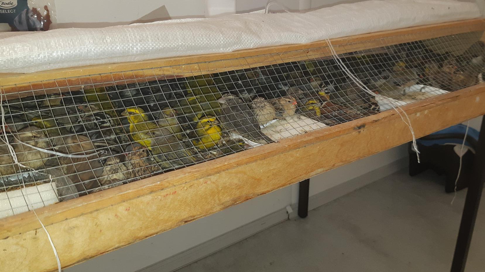 HANDOUT - 16.11.2021, Bayern, Passau: Zahlreiche Finken sitzen in einem K&auml;fig (undatierte Aufnahme). Die V&ouml;gel wurden sp&auml;ter an das Veterin&auml;ramt Passau &uuml;bergeben.(zu dpa: &laquo;Gesang aus dem Kofferraum - Finkenschmuggel und ein Millionengesch&auml;ft&raquo;) Foto: --/Bundespolizei Passau/dpa - ACHTUNG: Nur zur redaktionellen Verwendung im Zusammenhang mit der aktuellen Berichterstattung und nur mit vollst&auml;ndiger Nennung des vorstehenden Credits +++ dpa-Bildfunk +++
