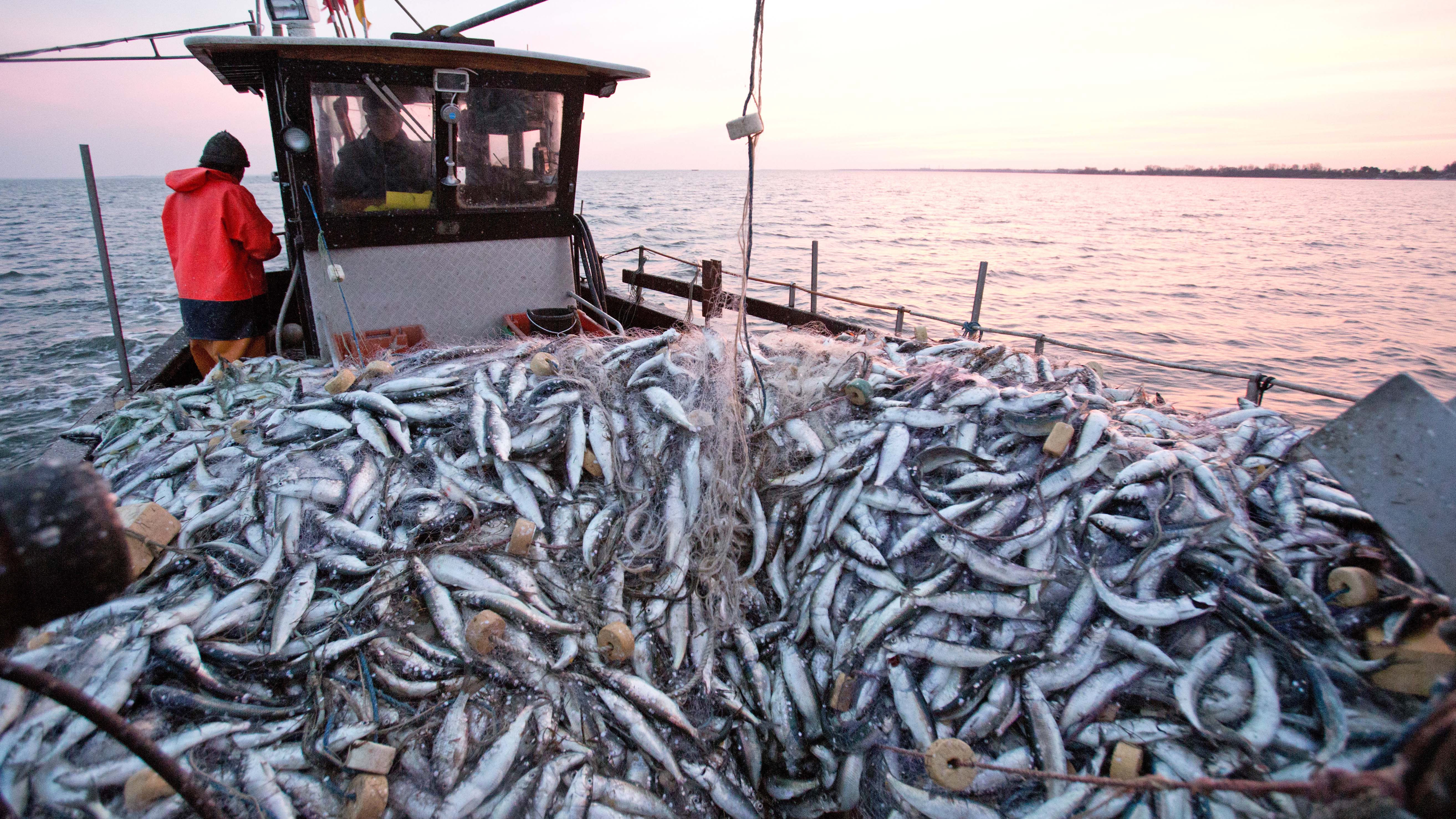 ACHTUNG: SPERRFRIST 21. SEPTEMBER 17:00 UHR. DIESER BEITRAG DARF NICHT VOR ABLAUF&dagger;DER SPERRFRIST, 21. SEPTEMBER, 17.00 UHR, VER&divide;FFENTLICHT WERDEN! EIN BRUCH DES EMBARGOS K&divide;NNTE DIE BERICHTERSTATTUNG &lsaquo;BER VER&divide;FFENTLICHUNGEN EMPFINDLICH EINSCHR&fnof;NKEN. - ARCHIV - 21.03.2014, Mecklenburg-Vorpommern, Greifswald: Ein Herings-Fischer f&permil;hrt mit vollen Stellnetzen &cedil;ber den Greifswalder-Bodden zur&cedil;ck zum Hafen in Greifswald-Wiek. (zu dpa &acute;Forscher bescheinigen Ostsee durchwachsenen Zustand&ordf;) Foto: Christian Charisius/dpa +++ dpa-Bildfunk +++