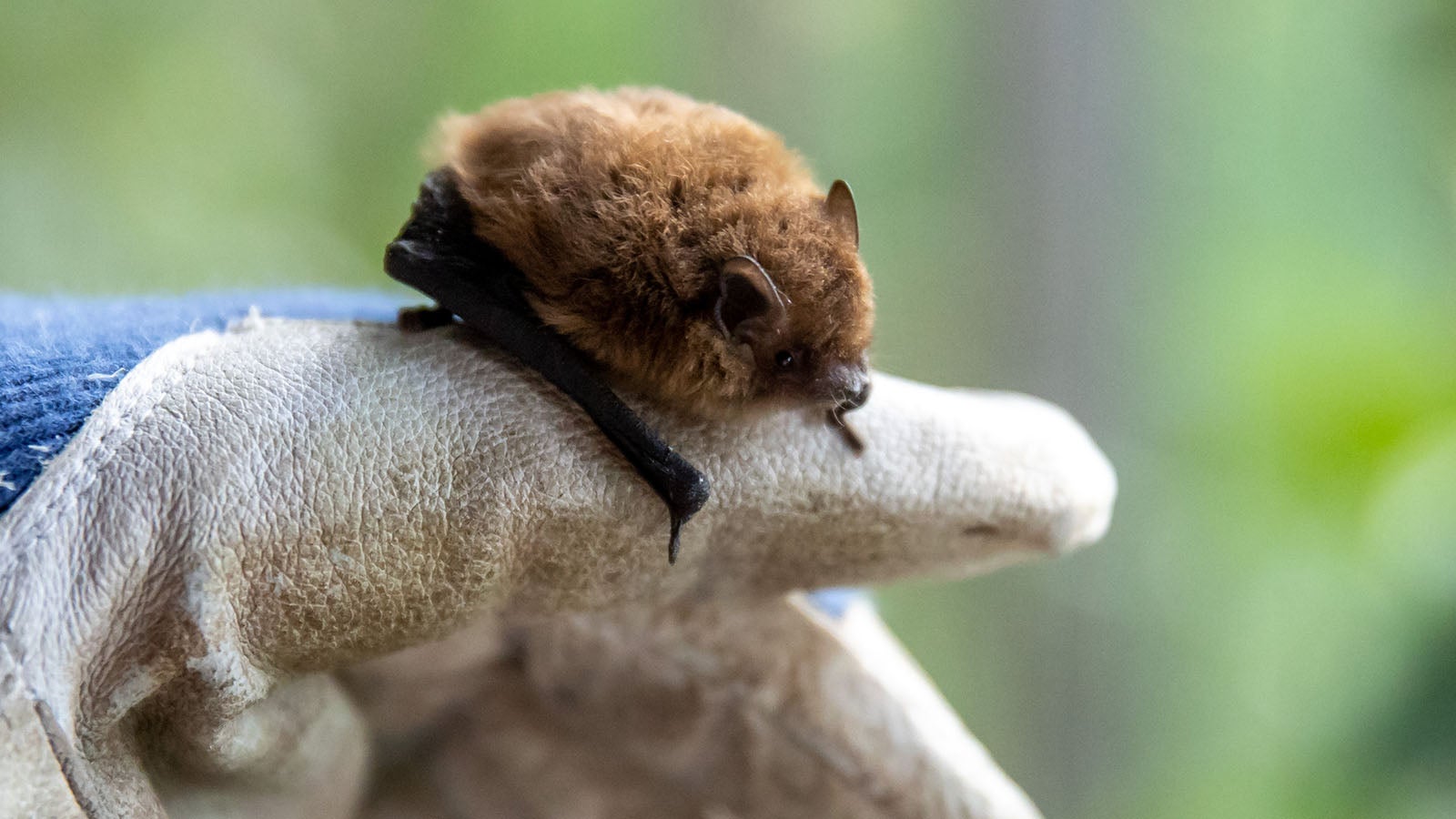 PRODUKTION - 21.07.2021, Bayern, Burgfarrnbach: Eine M&uuml;ckenfledermaus befindet sich in der Freiflug-Voliere der Fledermaus-Auffangstation. Die Fledermaus-Station ist eine ehrenamtliche gef&uuml;hrte Anlaufstelle f&uuml;r verletzte oder gestrandete Flederm&auml;use in der Region. (zu dpa "Hilfe f&uuml;r Flederm&auml;use - &laquo;Es kommt auf jedes einzelne Tier an&raquo;") Foto: Daniel Karmann/dpa +++ dpa-Bildfunk +++