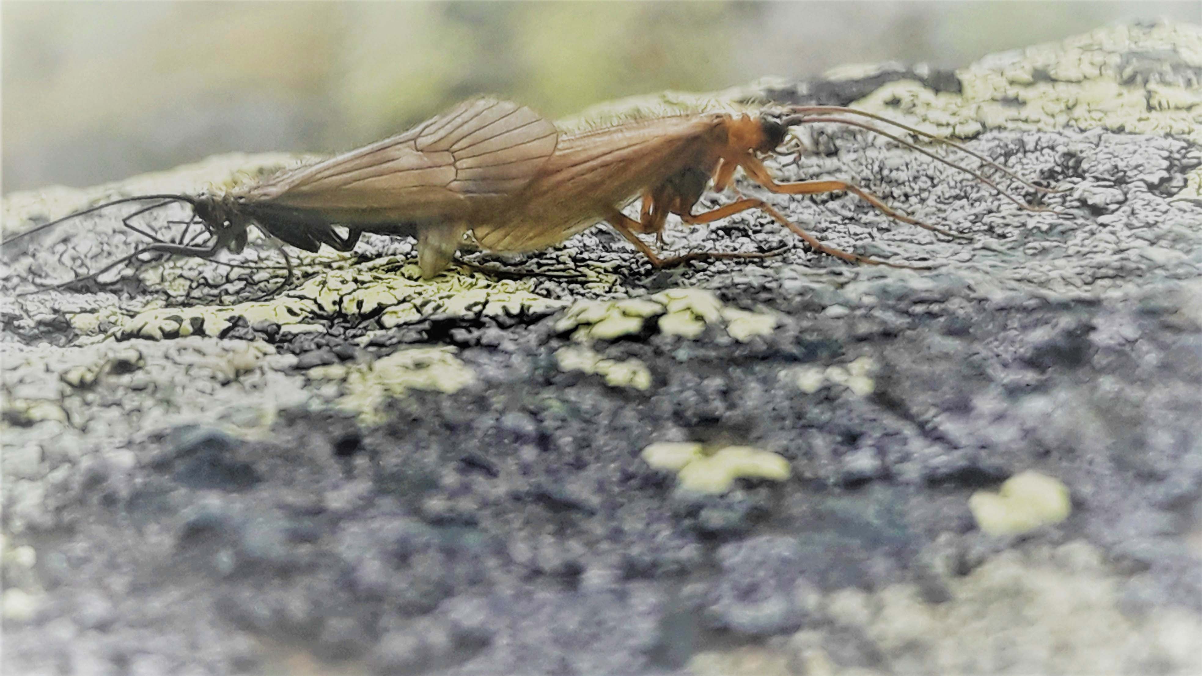 HANDOUT - 24.10.2020, Kosovo, Bjeshk&Icirc;t e Nemuna Nationalpark: Das Handout zeigt die neue Art Potamophylax Coronavirus. Forscher haben die im Kosovo neu entdeckte Fliegenart nach dem Coronavirus benannt. (zu dpa &acute;Coronavirus mit Fl&cedil;geln: Fliegenart nach Covid-19-Erreger benannt&ordf;) Foto: Halil Ibrahimi/dpa - ACHTUNG: Nur zur redaktionellen Verwendung im Zusammenhang mit der aktuellen Berichterstattung und nur mit vollst&permil;ndiger Nennung des vorstehenden Credits +++ dpa-Bildfunk +++
