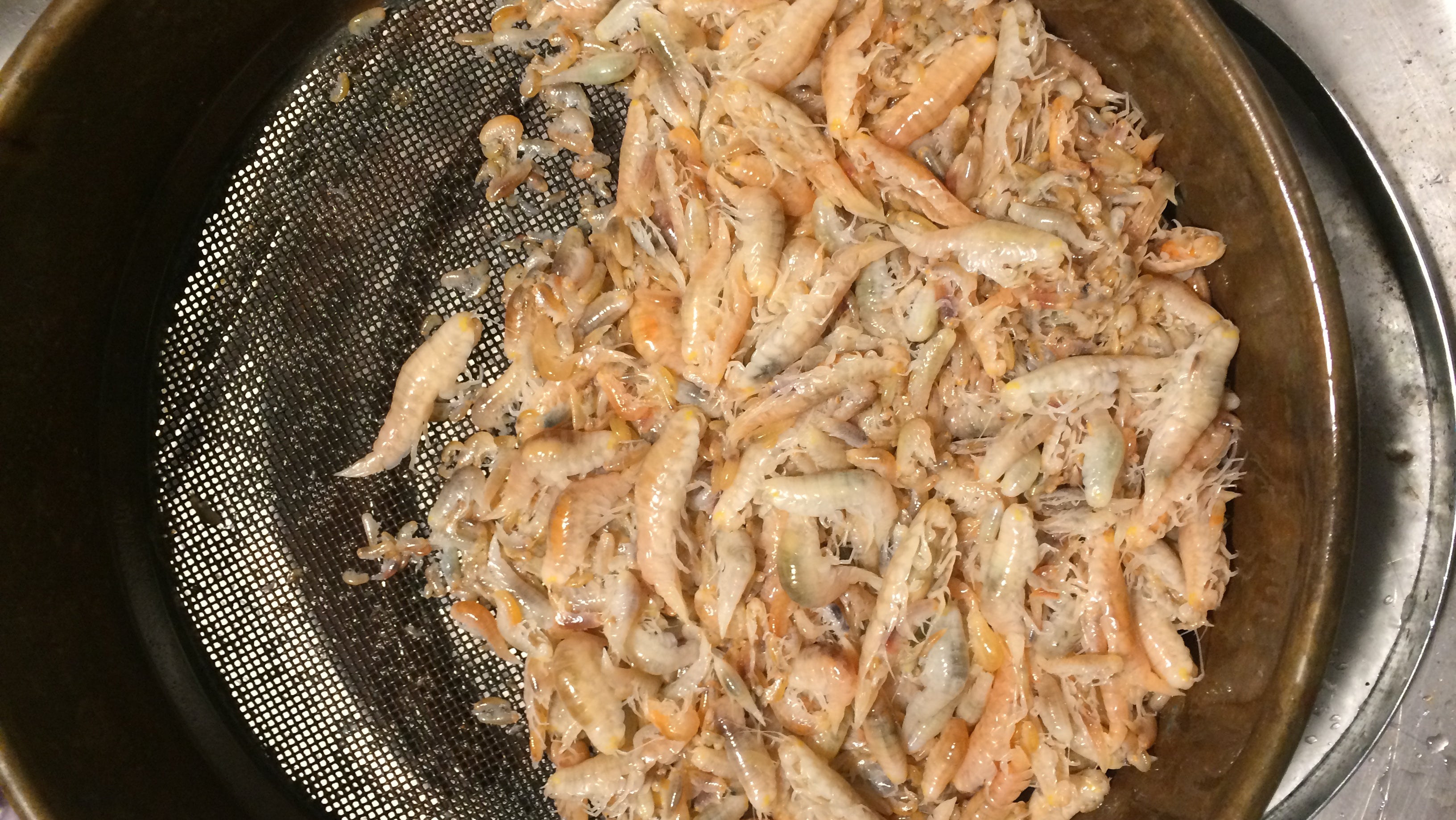 Flohkrebse der Art Eurythenes plasticus (undatiertes Foto), die frisch aus der Tiefsee gefischt wurden.