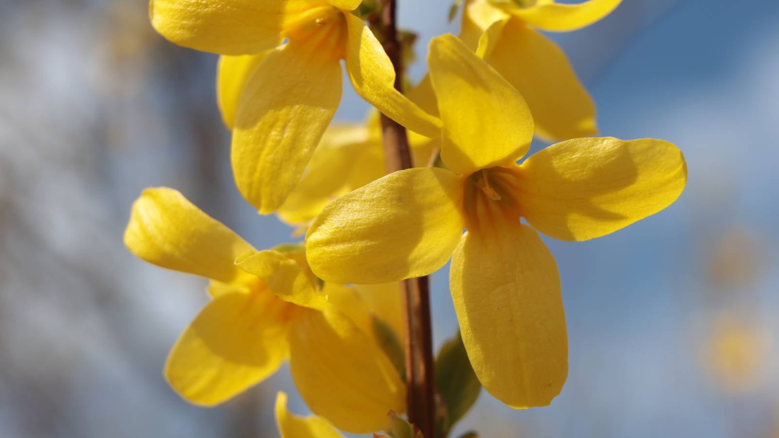 05.04.2025, Sachsen-Anhalt, Wernigerode: Blick auf bl&uuml;hende Forsythien im Miniaturenpark Wernigerode. (zu dpa: &laquo;Wetter bleibt fr&uuml;hlingshaft und trocken - n&auml;chtlicher Frost&raquo;) Foto: Matthias Bein/dpa +++ dpa-Bildfunk +++