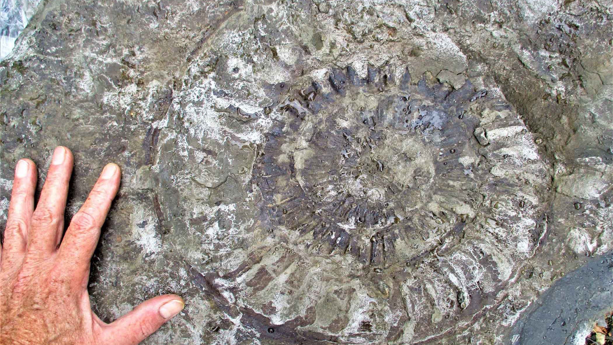 Ein Hobbyforscher hat s&uuml;dlich von Detmold eine ungew&ouml;hnliche Entdeckung auf einer Baustelle gemacht: Ein rund 40 Zentimeter gro&szlig;es Fossil - 190 bis 199 Millionen Jahre alt.