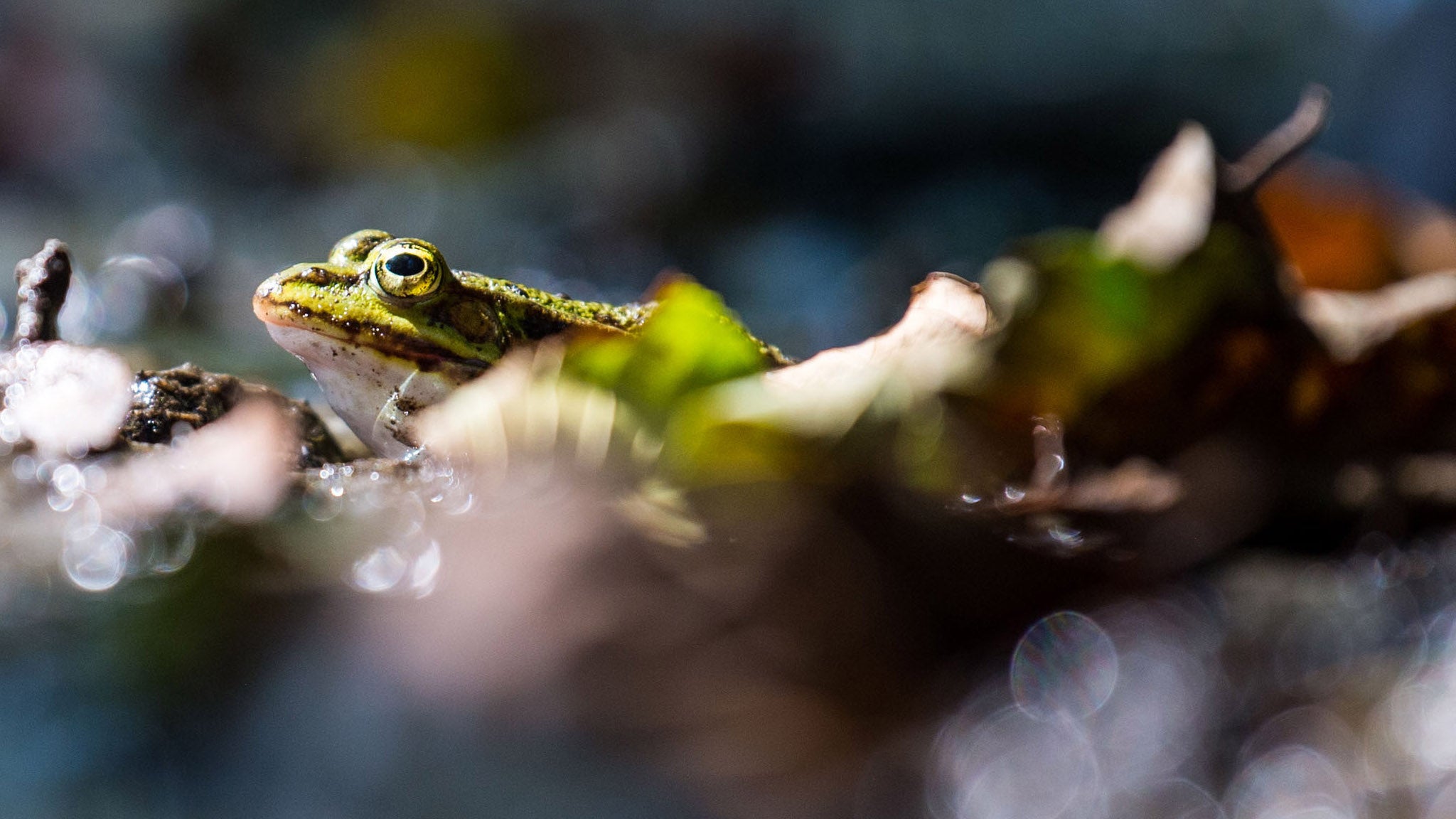 Ein Teichfrosch sitzt an einem kleinen Weiher. Die Trockenheit der zur&uuml;ckliegenden Sommer macht den Amphibien in Hessen zu schaffen.