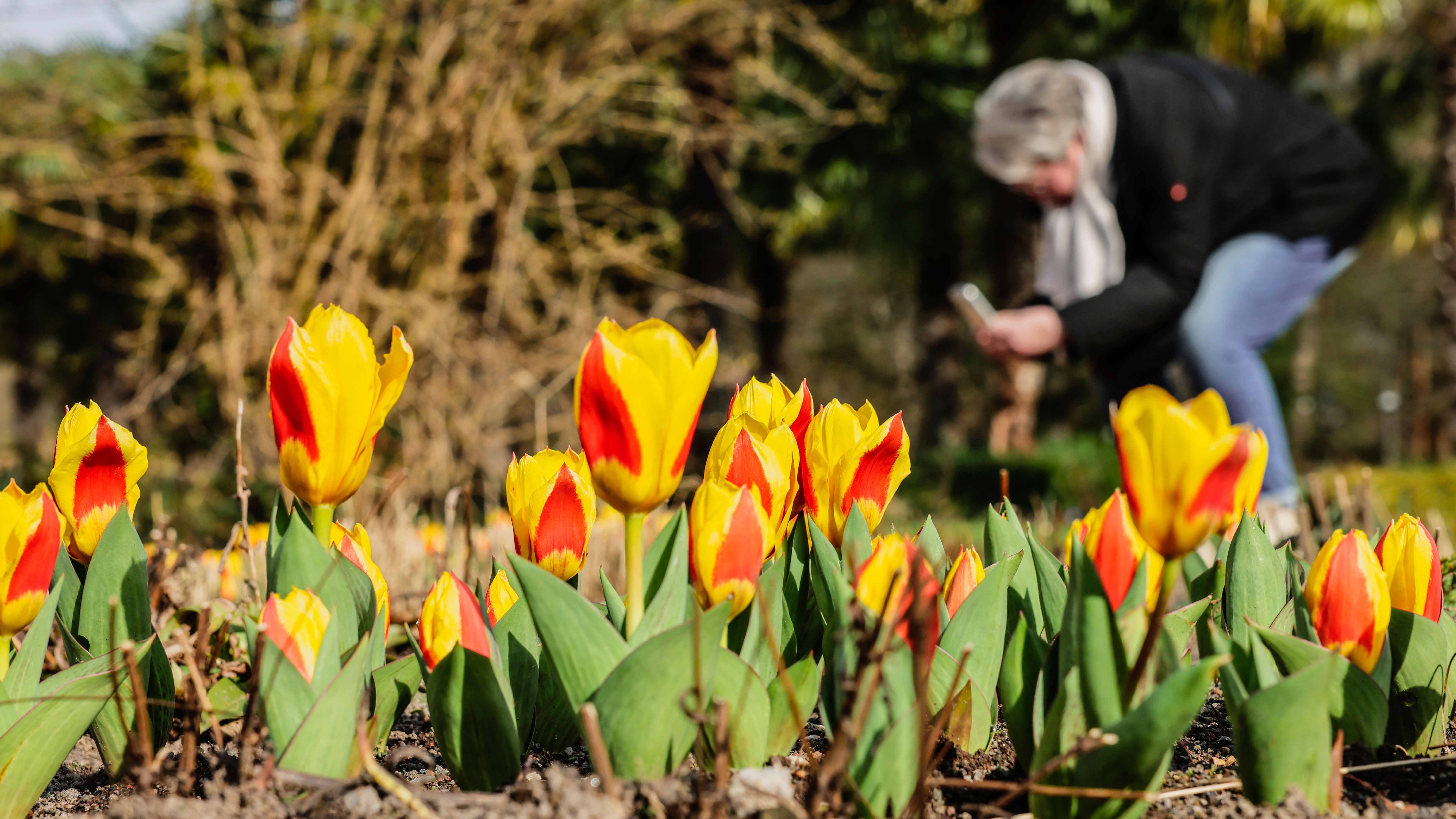 28.02.2024, Nordrhein-Westfalen, K&circ;ln: Eine Frau fotografiert Pflanzen in der Flora. Foto: Oliver Berg/dpa +++ dpa-Bildfunk +++