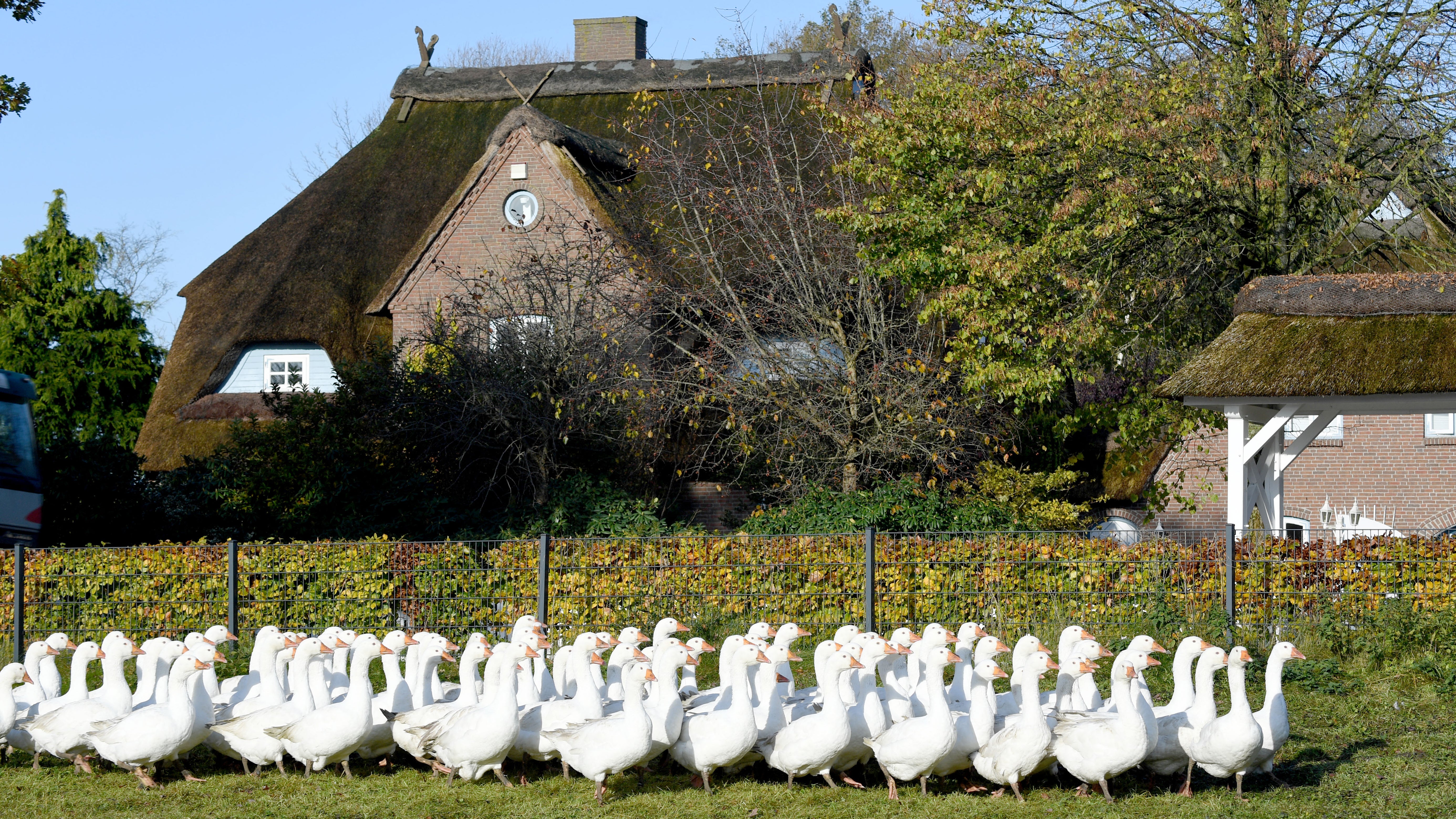 Eddelak: G&auml;nse laufen &uuml;ber eine Wiese auf dem Zuchtbetrieb "Dithmarscher Gans". Die Gans ist eines der wenigen saisonalen Gerichte in Deutschland.