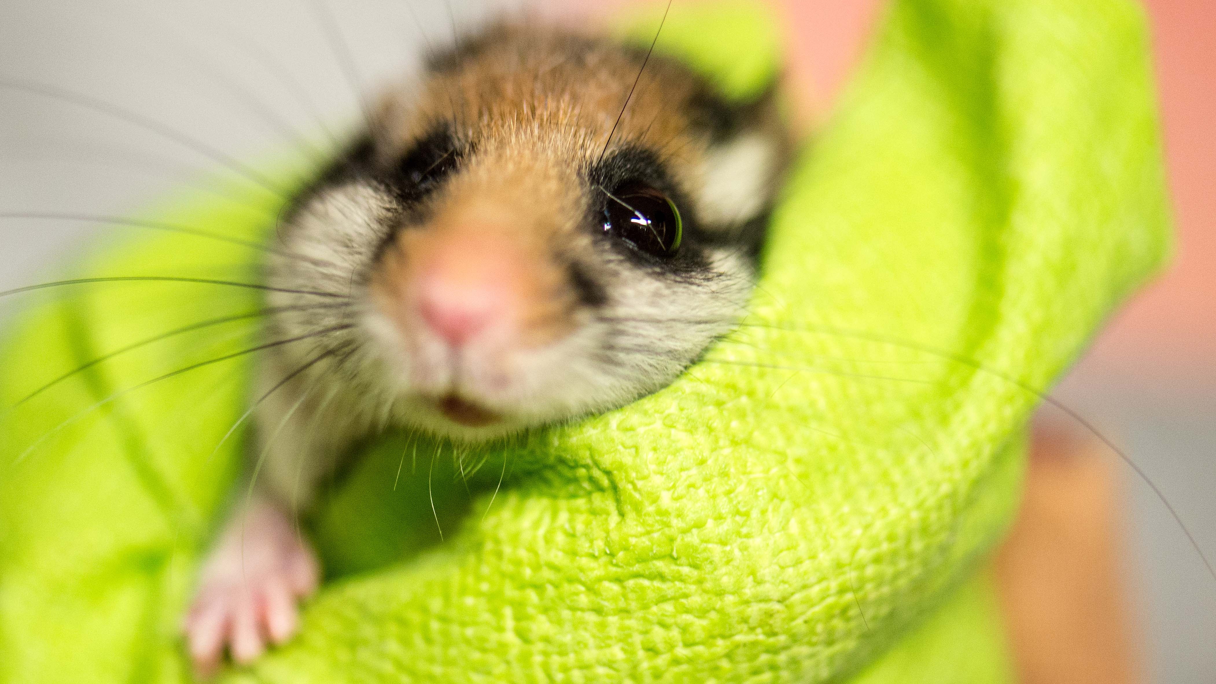 ARCHIV - 04.04.2016, Hessen, Wiesbaden: In einem Handschuh wird in der &laquo;Wildstation Bilche&raquo; ein Gartenschl&auml;fer gehalten. (zu dpa &laquo;Gartenschl&auml;fer ist Tier des Jahres 2023 - &laquo;Zorro&raquo; ist stark gef&auml;hrdet&raquo;) Foto: Alexander Heinl/dpa +++ dpa-Bildfunk +++