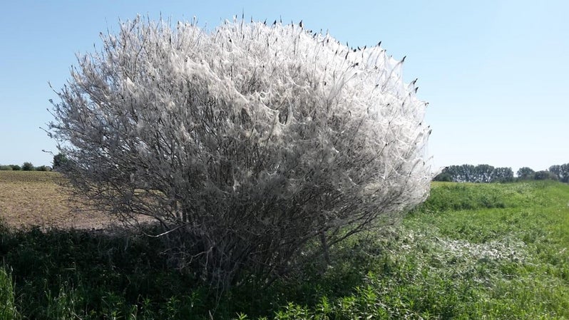 Gespinstmotten spinnen B&auml;ume und Str&auml;ucher so ein, dass diese gespenstisch anmuten