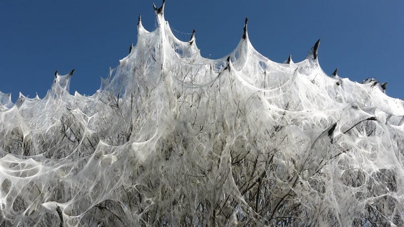 Bei Rostock haben Gespinstmotten ganze Arbeit geleistet