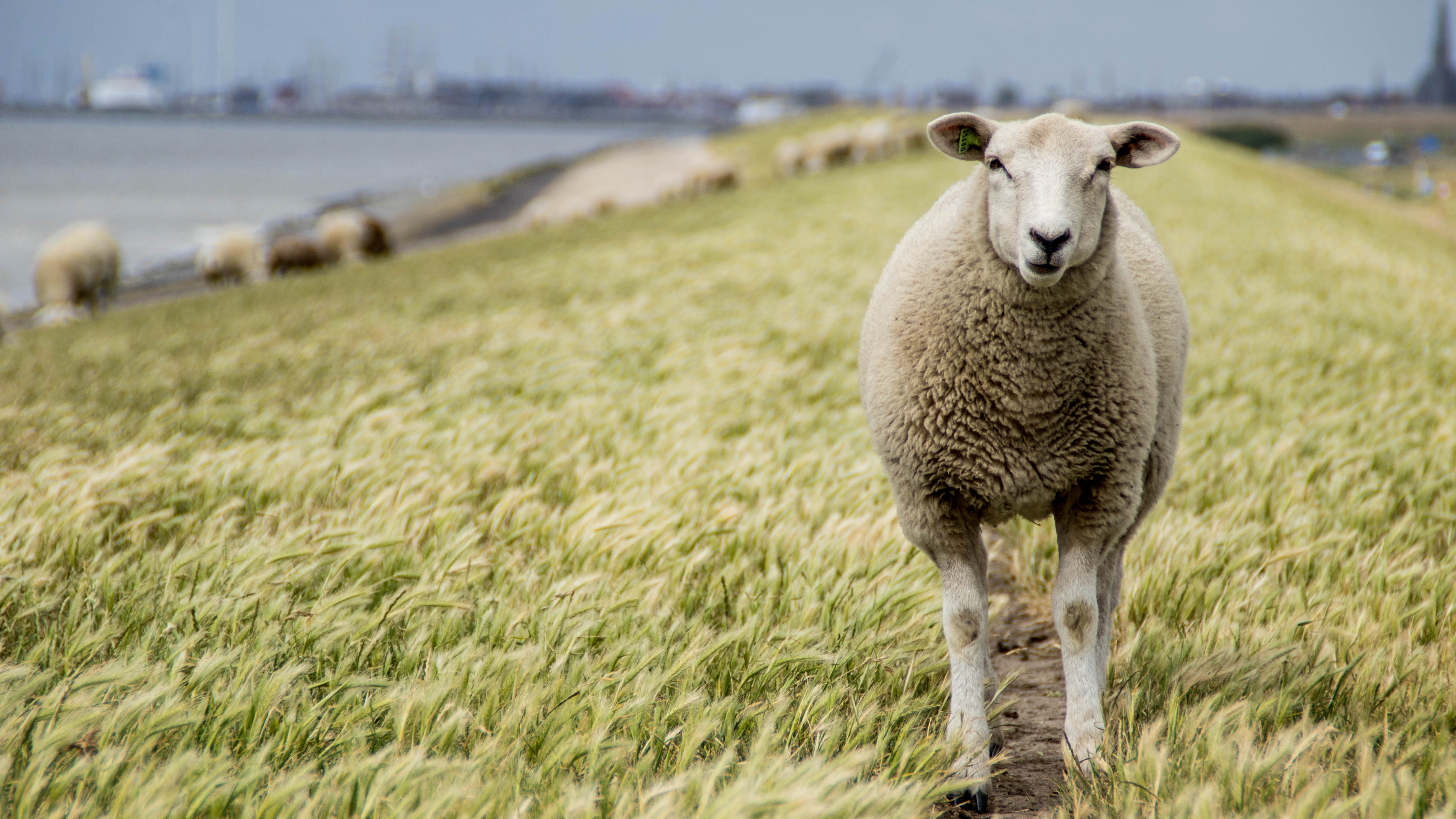Ein Schaf steht auf einem Deich (Symbolbild)