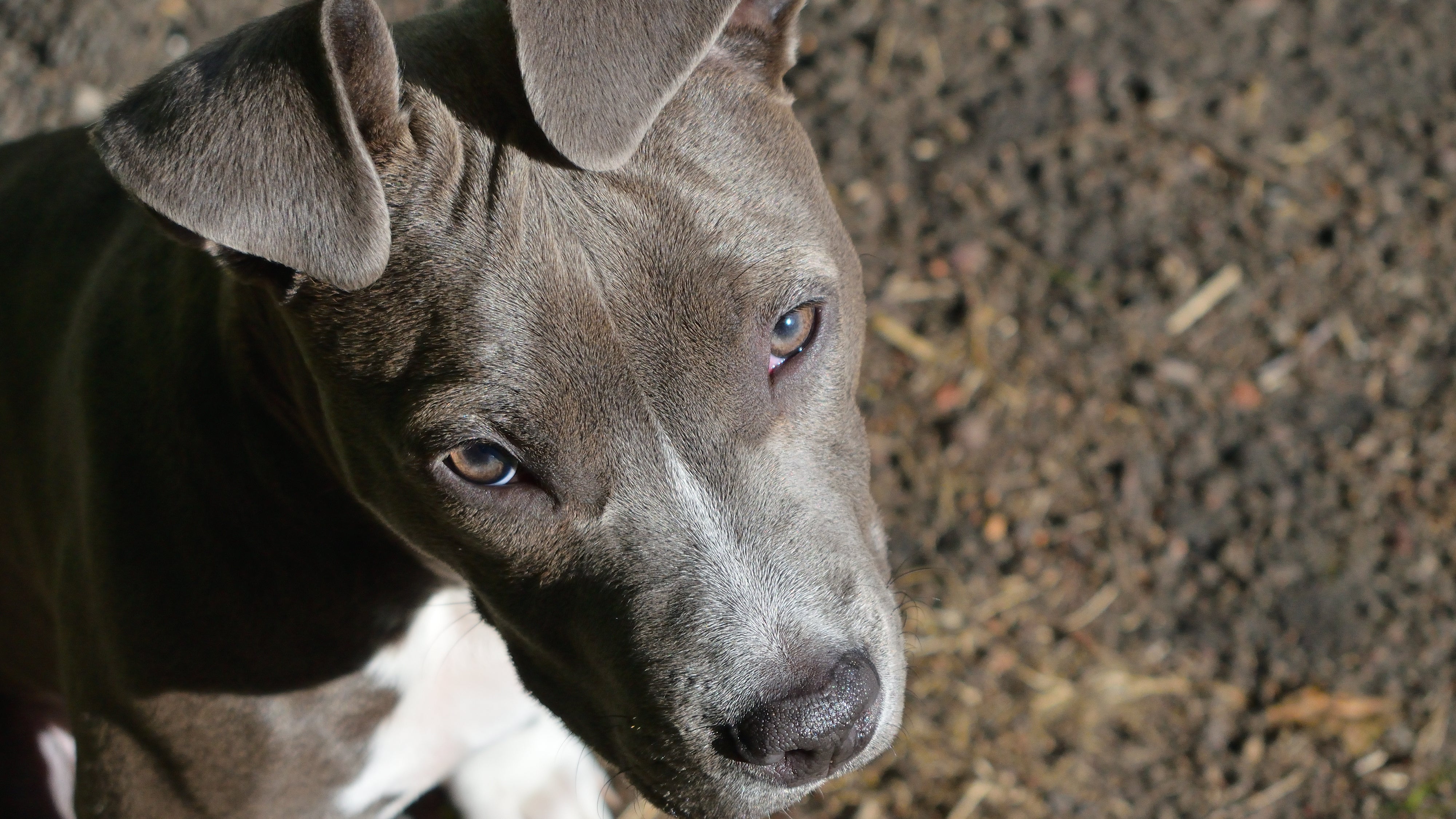 Ein Hund der Rasse American Staffordshire Terrier (Symbolbild)