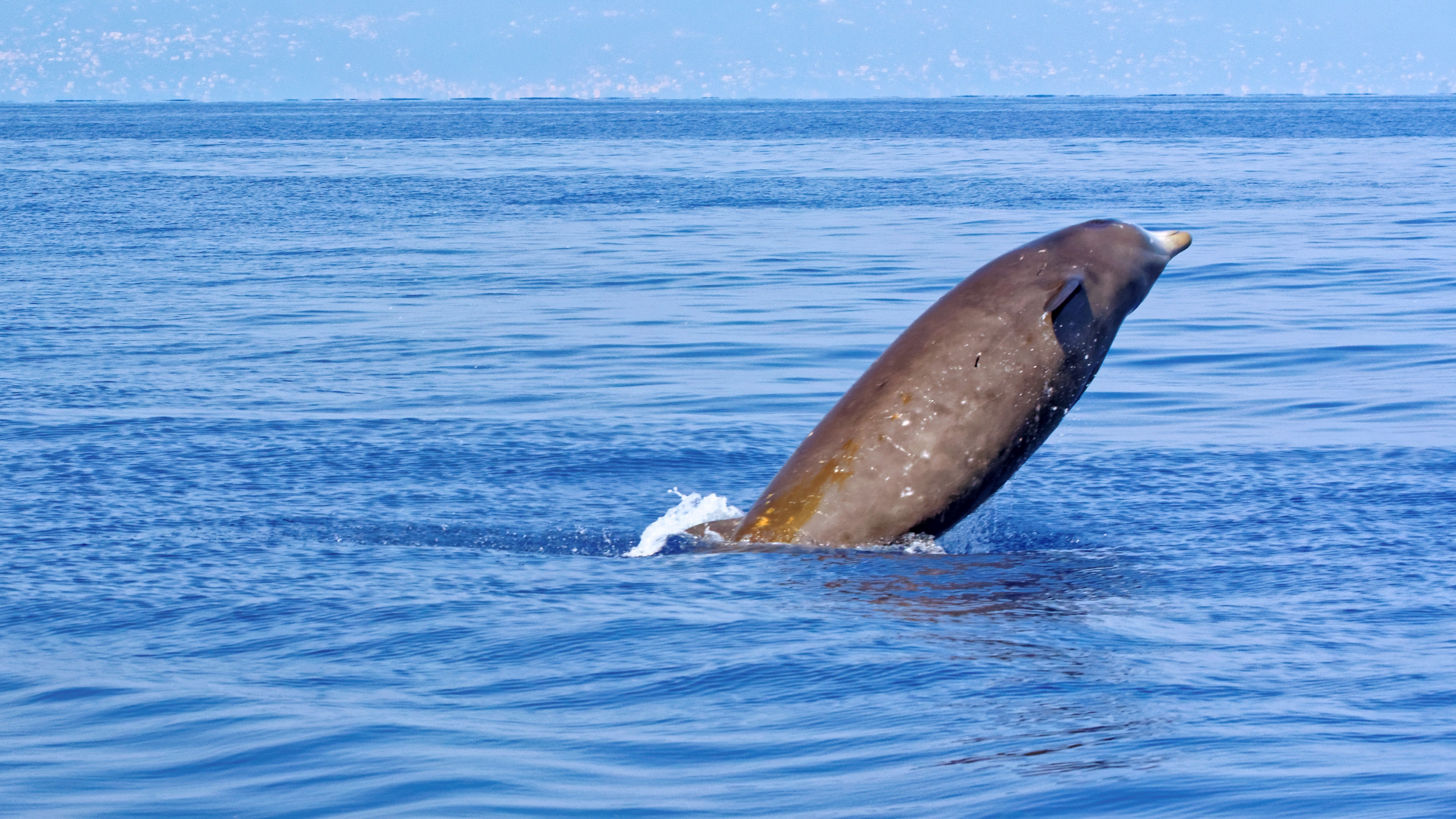 Ein Cuvier-Schnabelwal