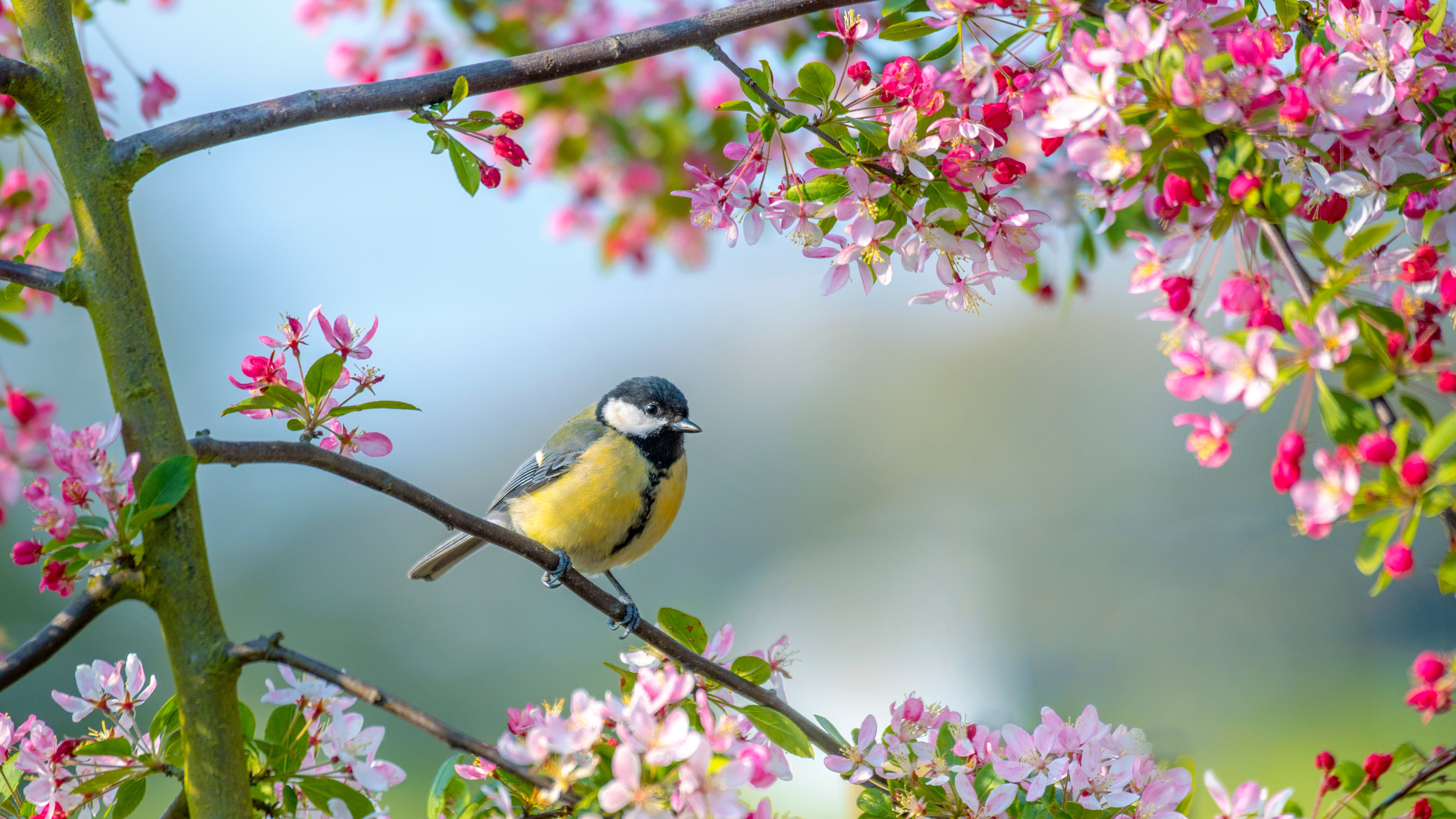 Eine Blaumeise sitzt in einem Kirschbaum