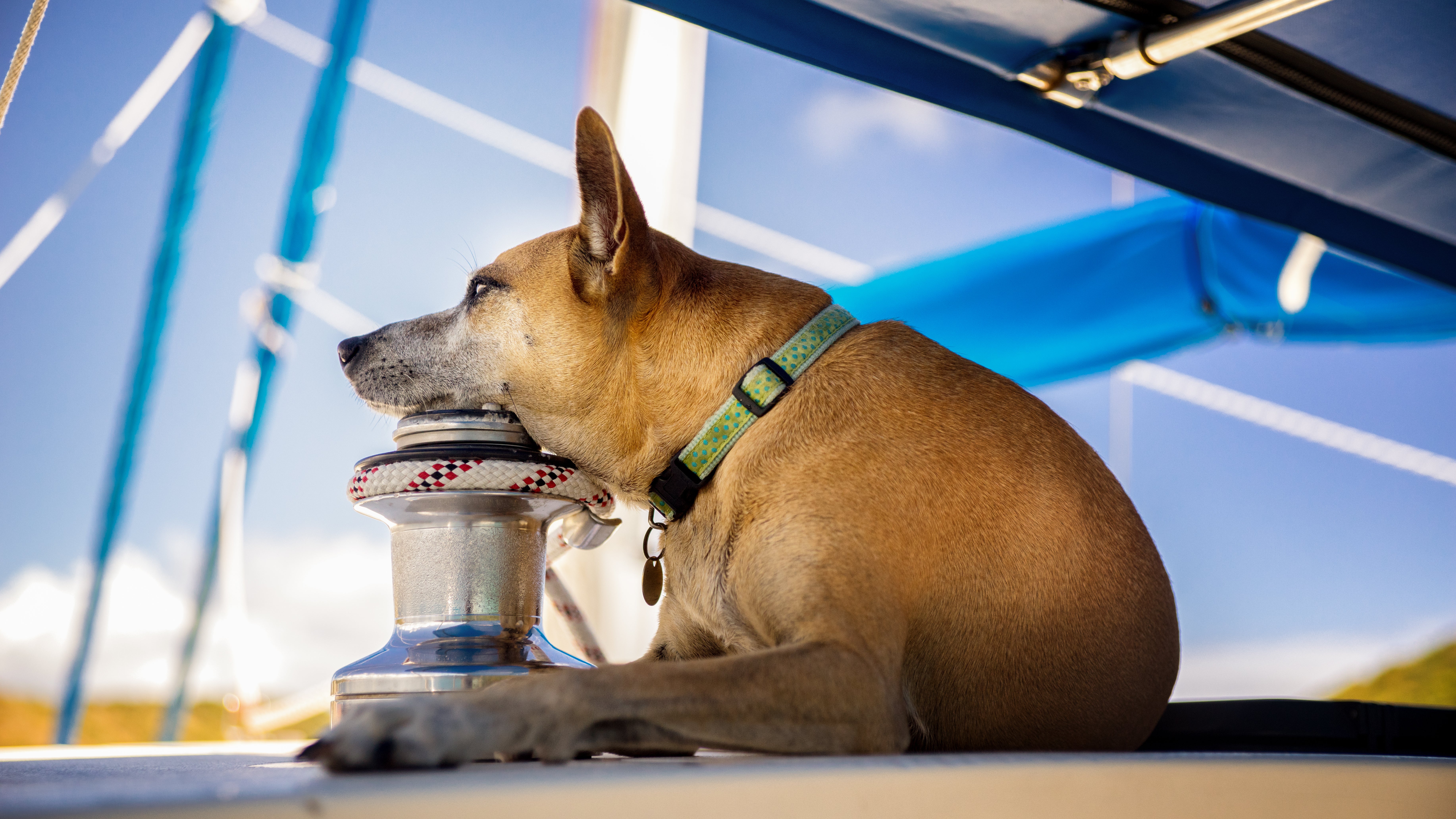 Ein Hund liegt an Bord eines Bootes (Symbolbild)