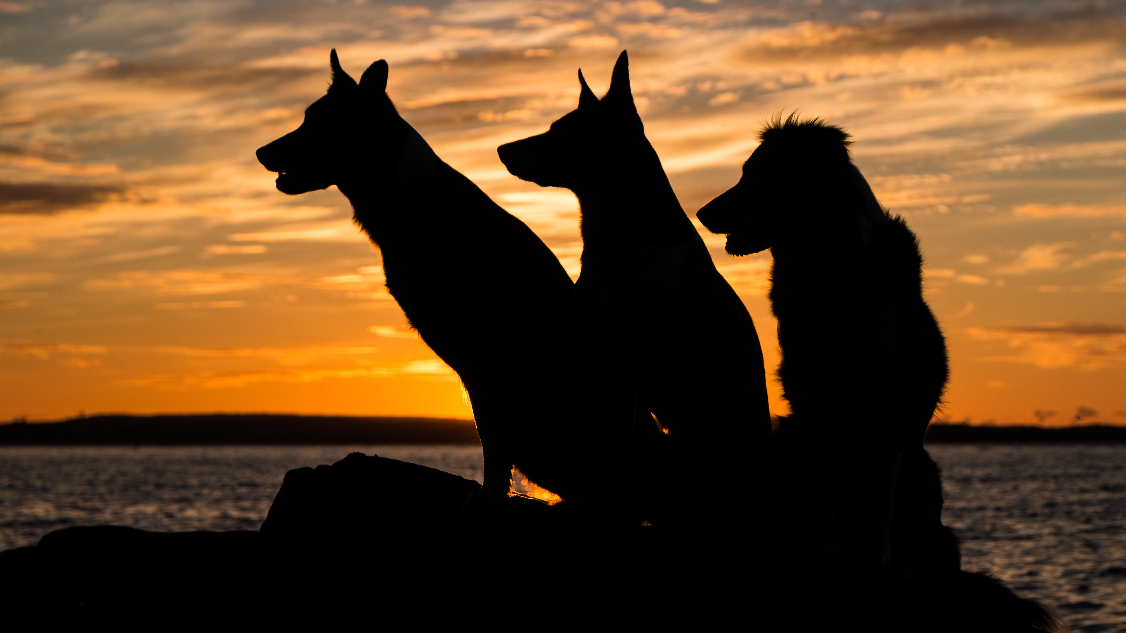 Drei Hunde sitzen vor einem Sonnenuntergang (Getty Images)