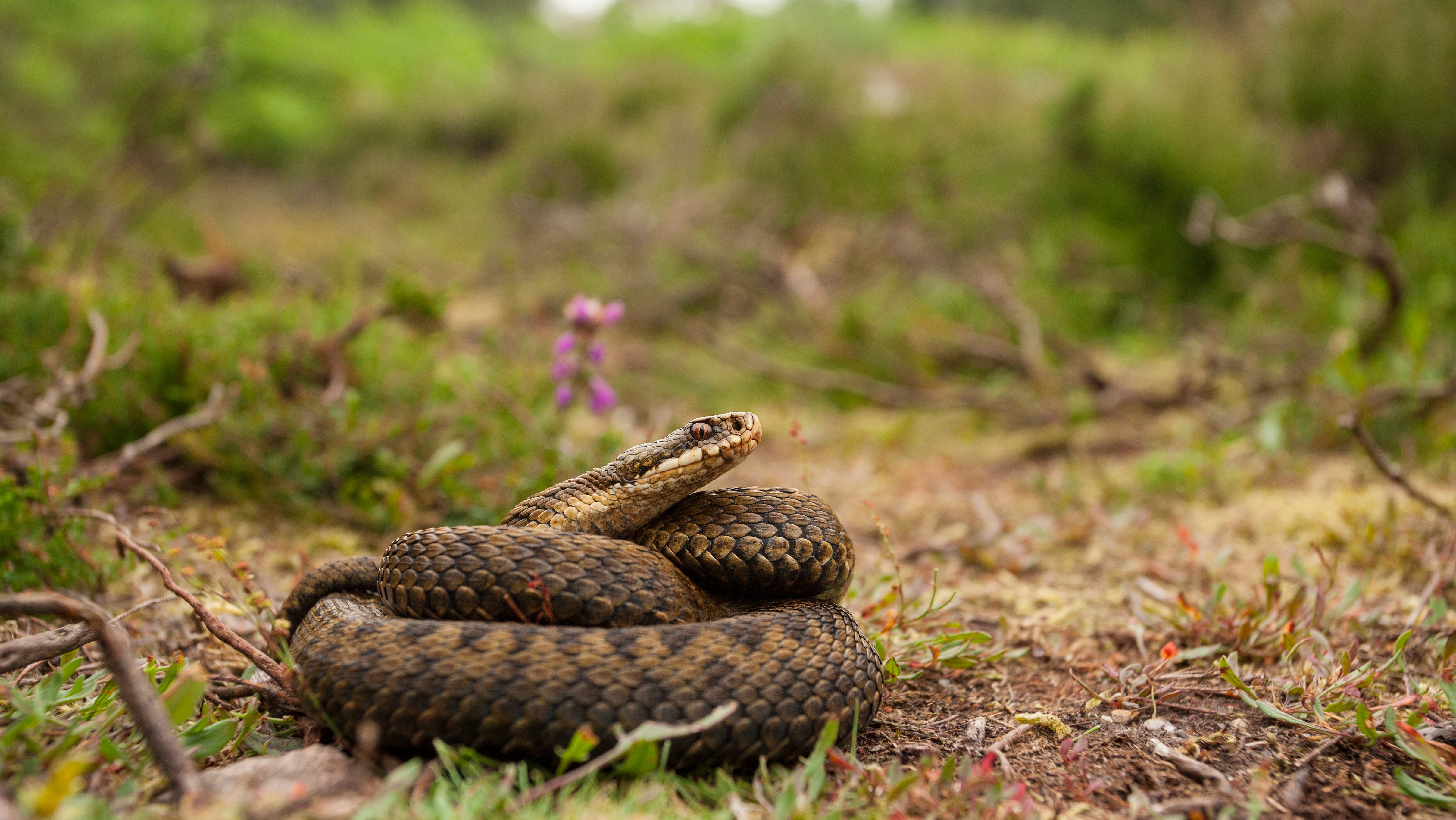 Eine Kreuzotter liegt in der Natur