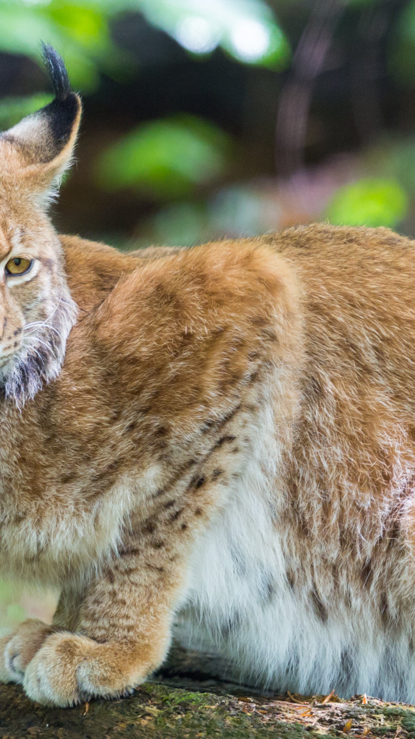 Letzter Wurde Dort Vor 250 Jahren Erlegt Nun Erstmals Luchs Im Nordschwarzwald Fotografiert Artikel Von The Weather Channel Weather Com