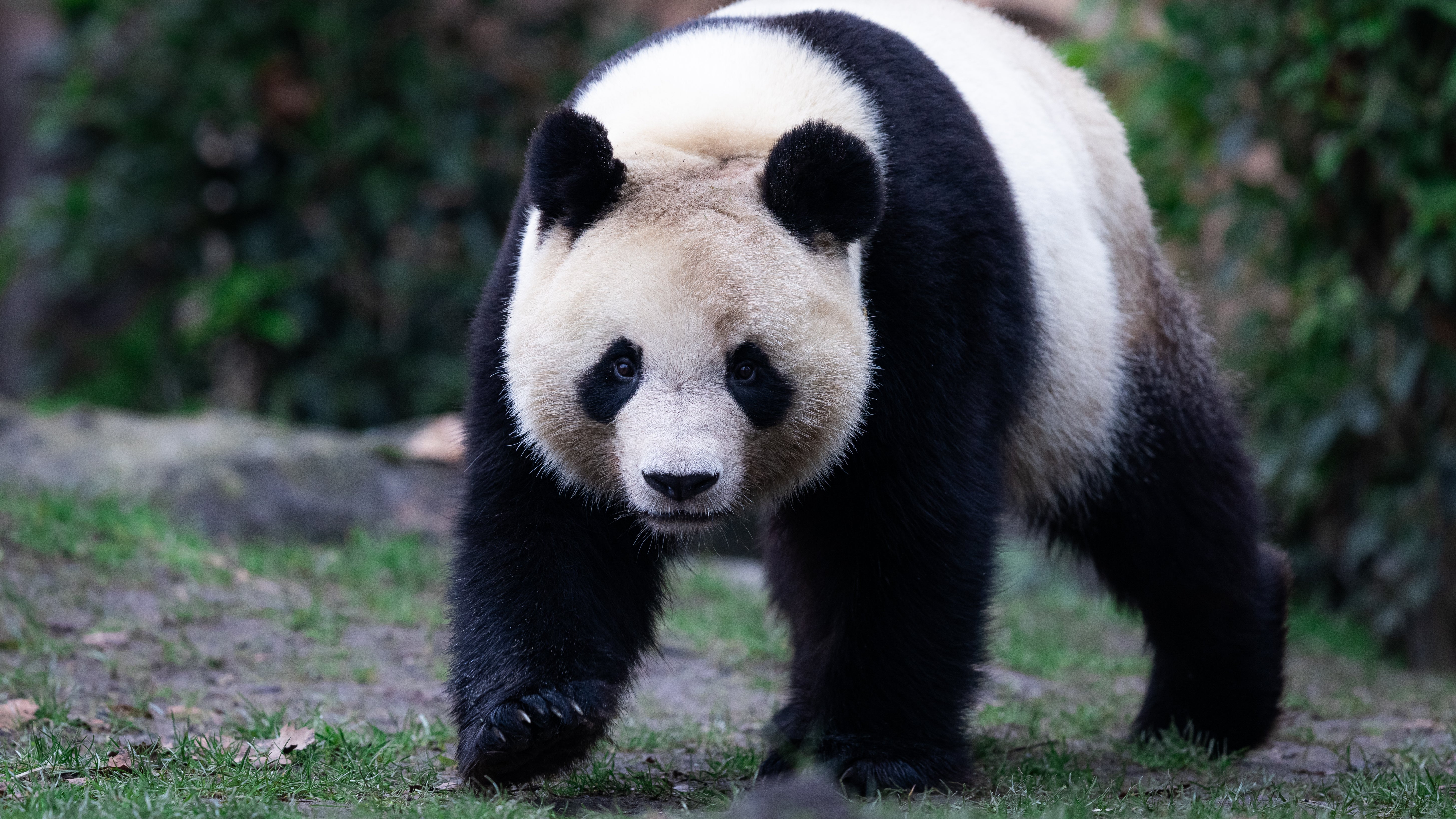 Ein Panda schaut in die Kamera (Symbolbild) (Getty Images)