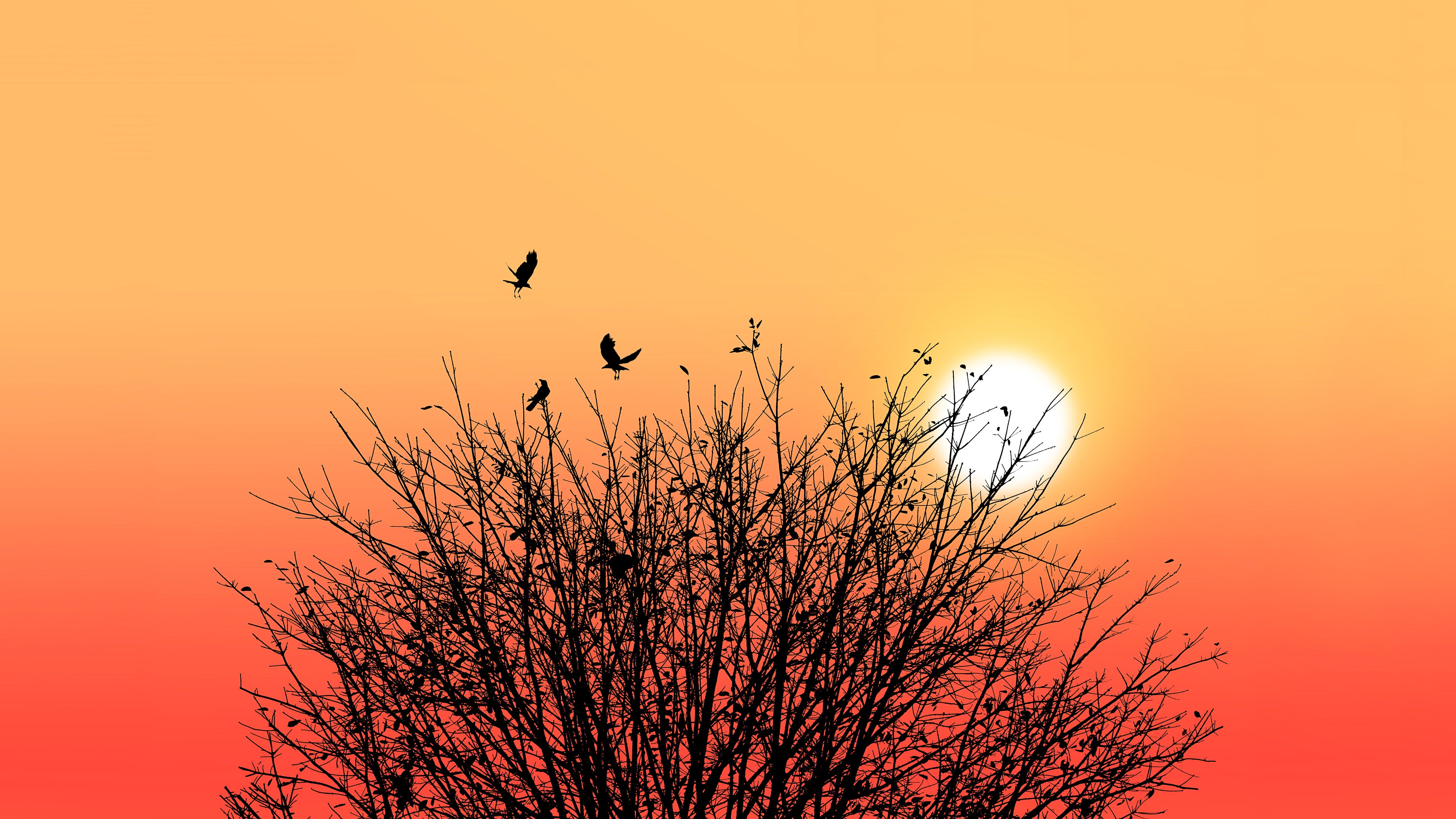 V&ouml;gel landen auf einem Baum, hinter dem die Sonne aufgeht