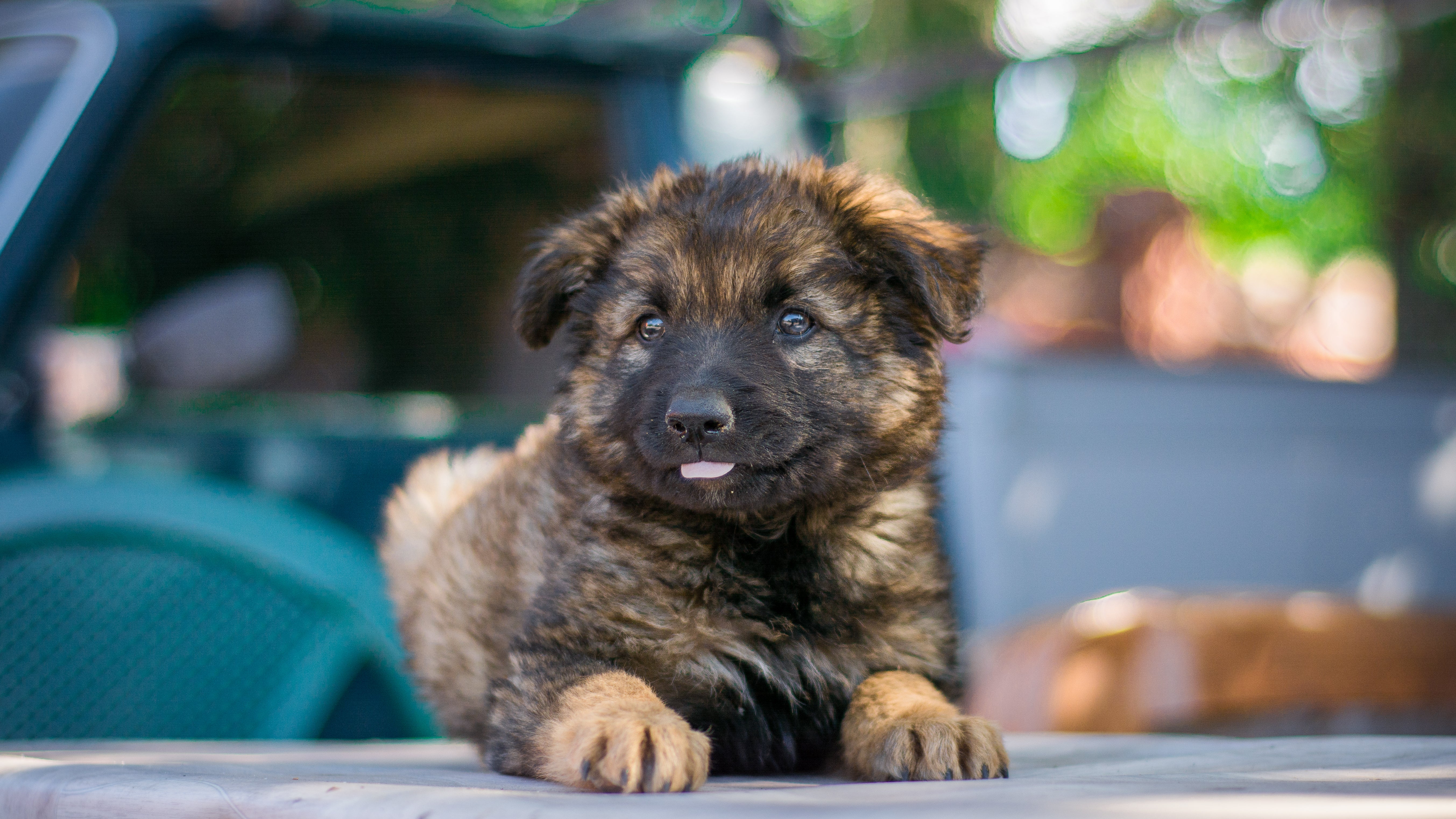 Ein Welpe liegt vor einem Auto (Symbolbild)