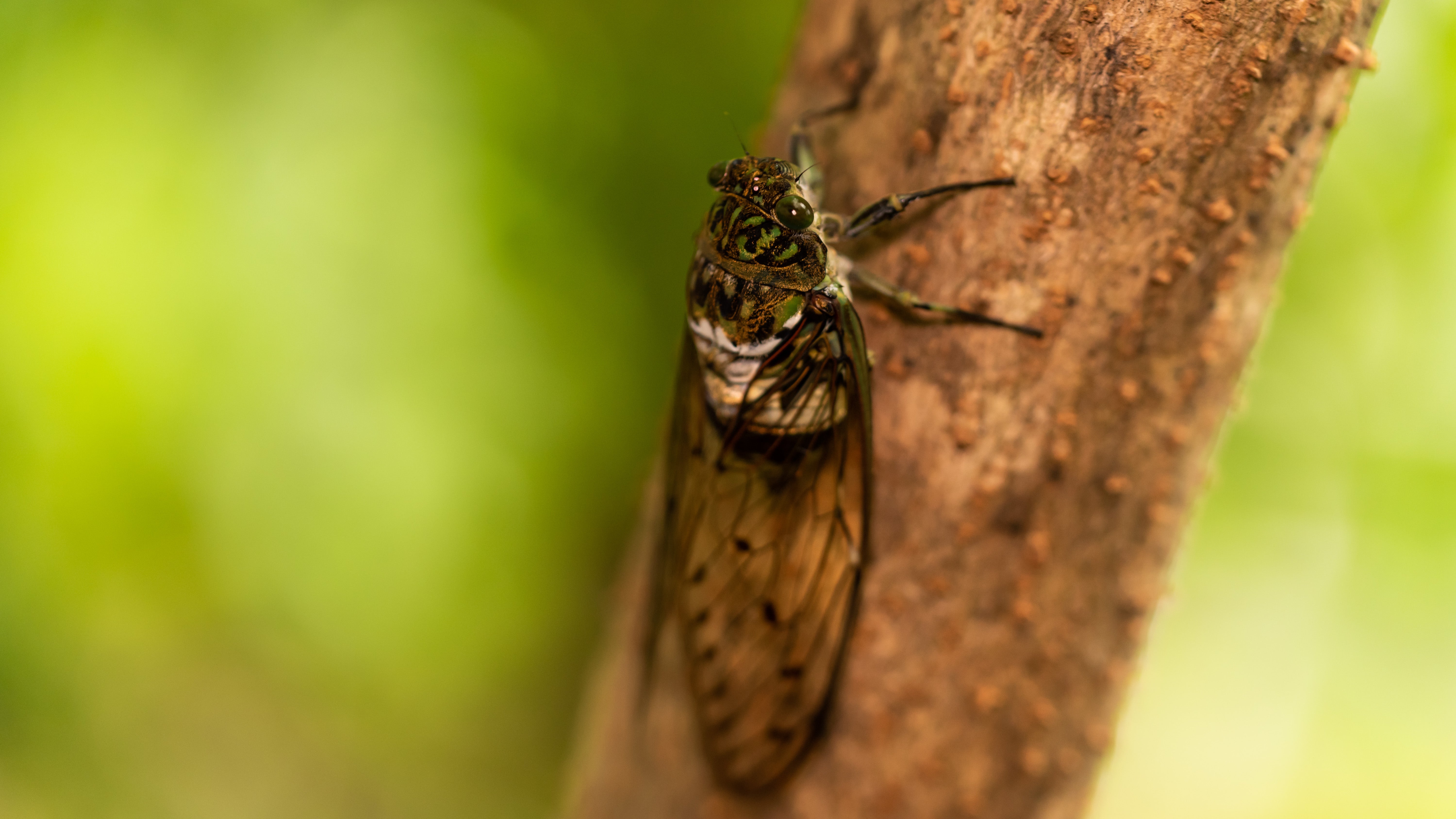 Eine Zikade sitzt auf einem Baum (Archivbild)