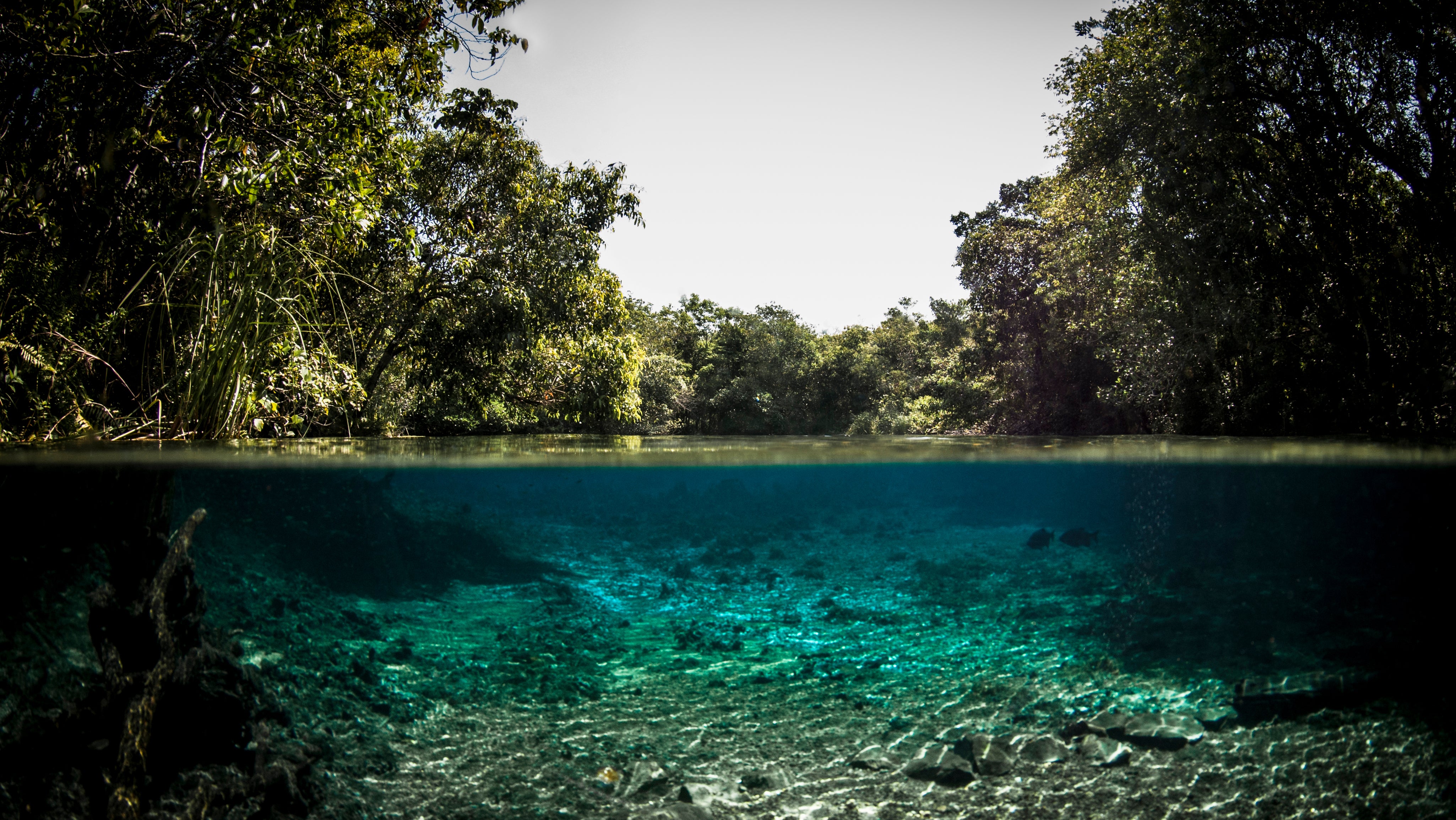  Blick auf den Grund eines Flusses und die Cerrado-Vegetation in Bonito in Brasilien 