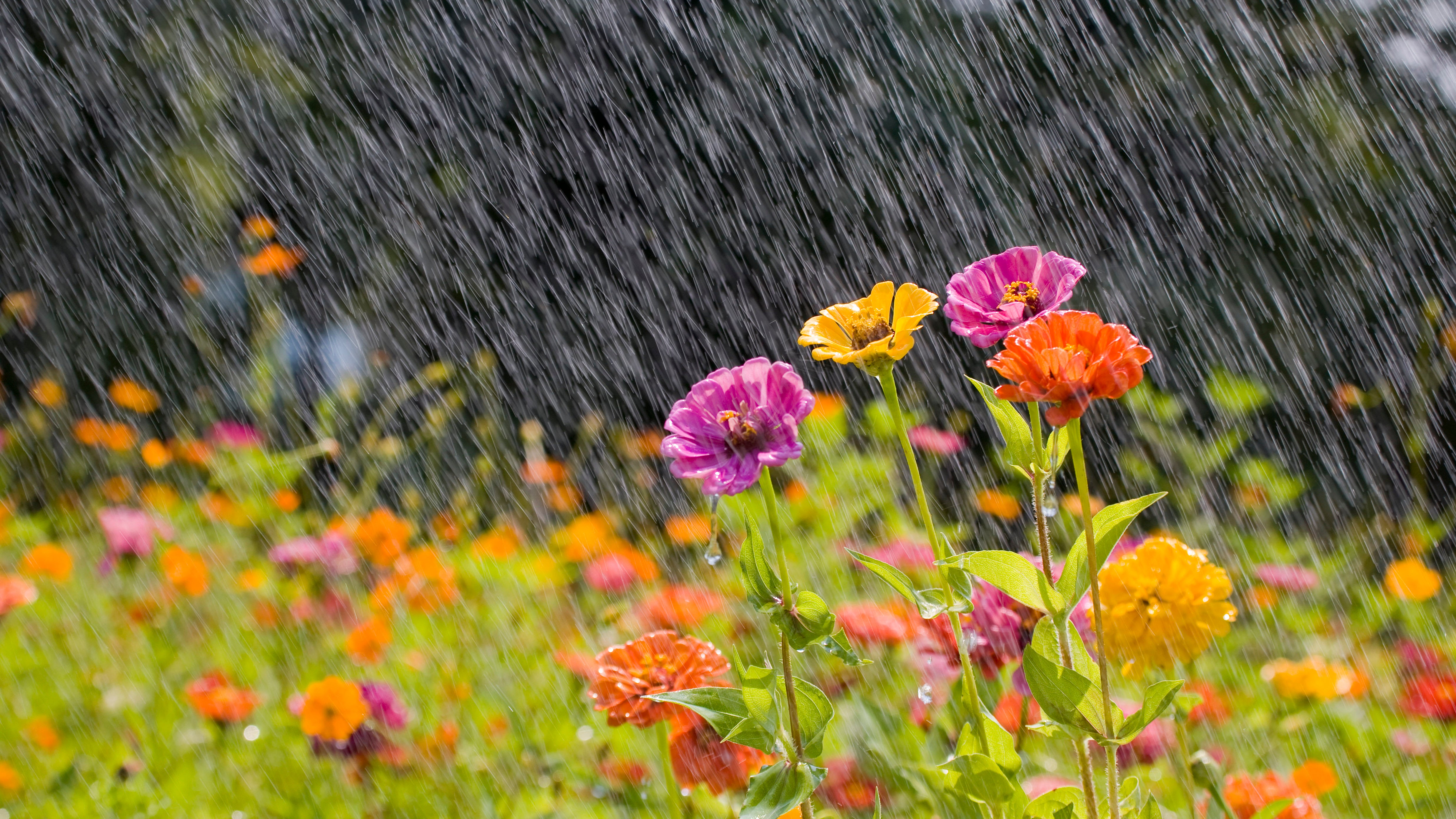 Blumen auf einer Sommerwiese stehen im Regen