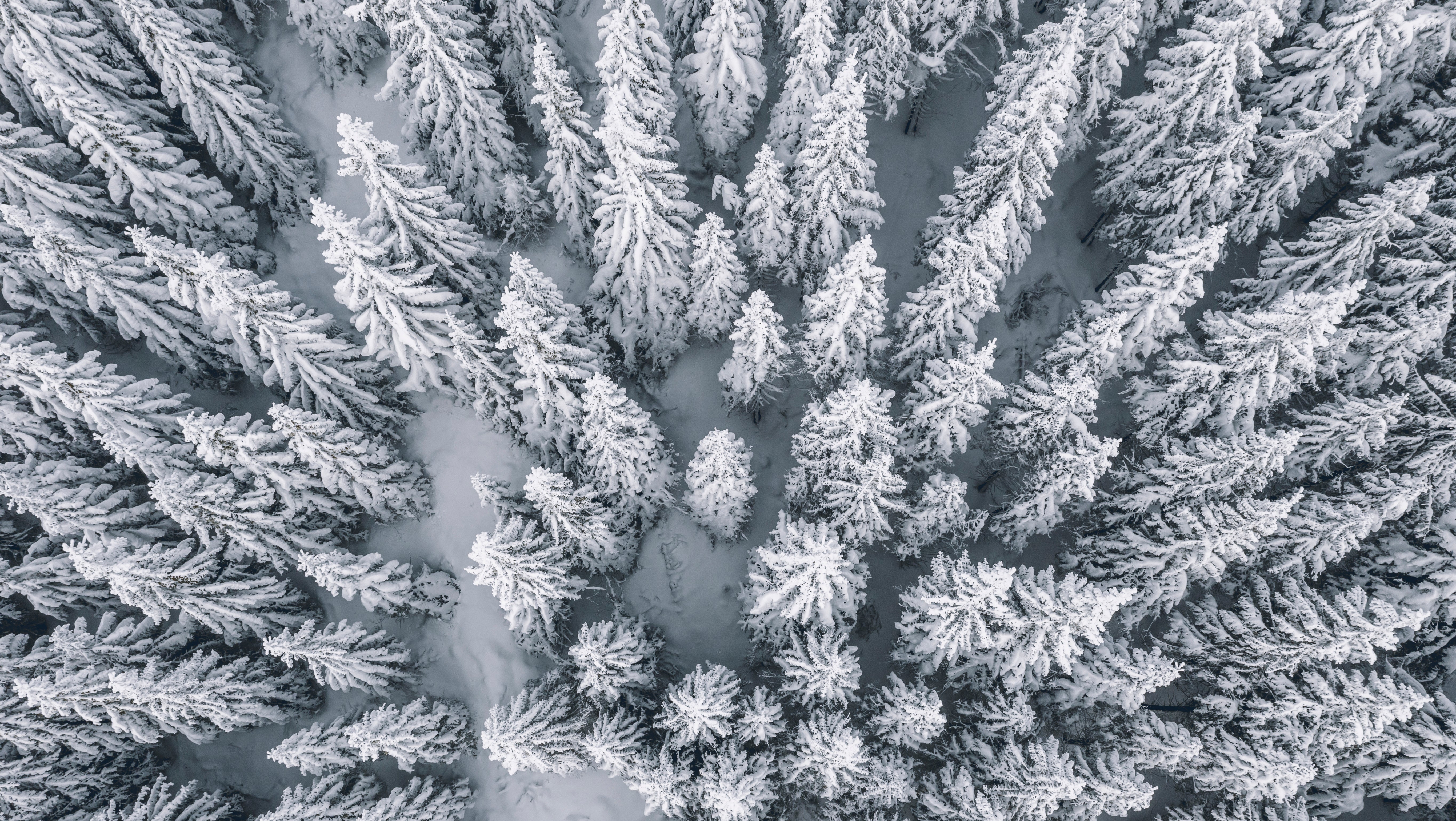Ein schneebedeckter Wald