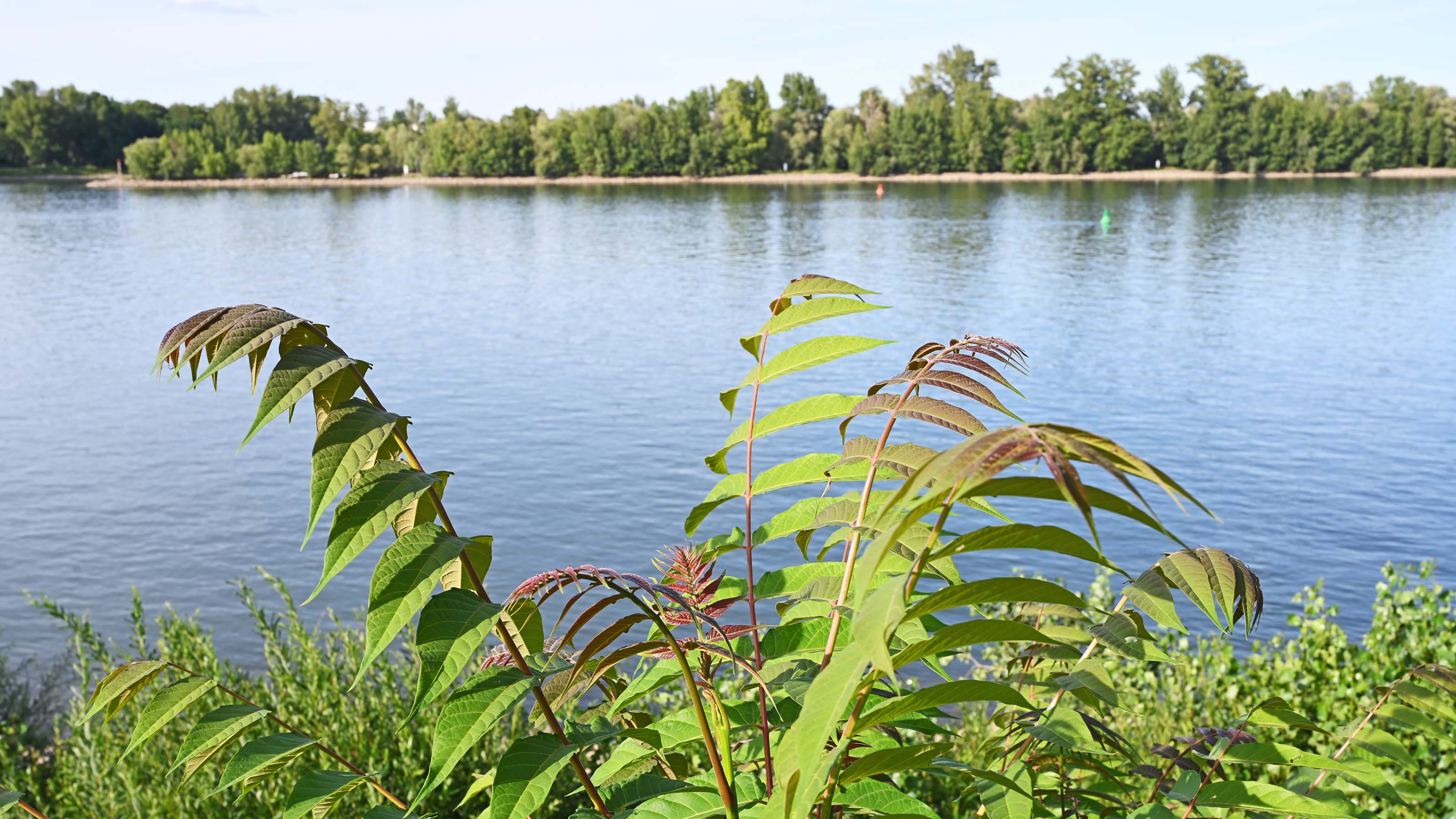 PRODUKTION - 12.07.2022, Rheinland-Pfalz, Mainz: Am Rheinufer bei Mainz-Weisenau w&permil;chst der urspr&cedil;nglich in China beheimatete G&circ;tterbaum (Ailanthus altissima) in groﬂen Best&permil;nden. Der Baum bildet sehr schnell neue Triebe aus und w&permil;chst daher in kurzer Zeit sehr hoch. Die invasive Art gef&permil;hrdet nach Einsch&permil;tzung der Forstverwaltung vor allem den Wald. (zu dpa: &acute;Kampf gegen Windm&cedil;hlen - Invasive Pflanzenarten breiten sich aus&ordf;) Foto: Peter Zschunke/dpa-Zentralbild/dpa +++ dpa-Bildfunk +++