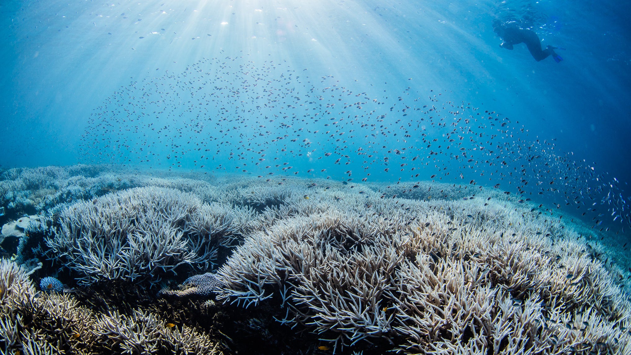 Australien, Great Barrier Reef: Ein Taucher bewegt sich im s&uuml;dlichen Bereich des Great Barrier Reefs. Wegen deutlich erh&ouml;hter Wassertemperaturen ist bei dem Naturwunder die f&uuml;nfte Massenbleiche von Korallen innerhalb von nur acht Jahren best&auml;tigt worden. (-/Theundertow Ocean & Divers for Climate/AAP/dpa)