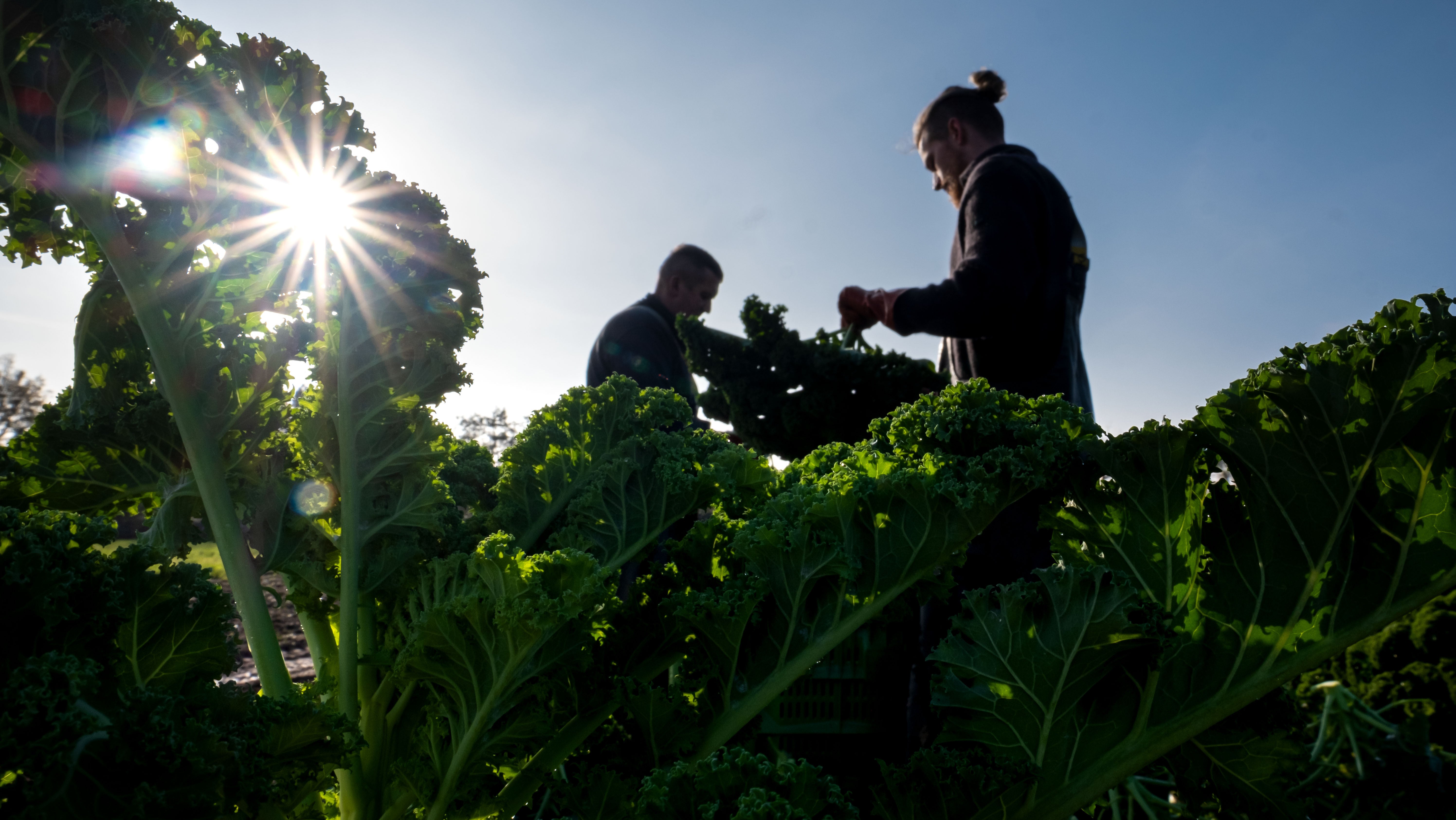 Hinrich Eyting (r) erntet Gr&uuml;nkohl-Pflanzen auf der Plantage des landwirtschaftlichen Betrieb Wegener.