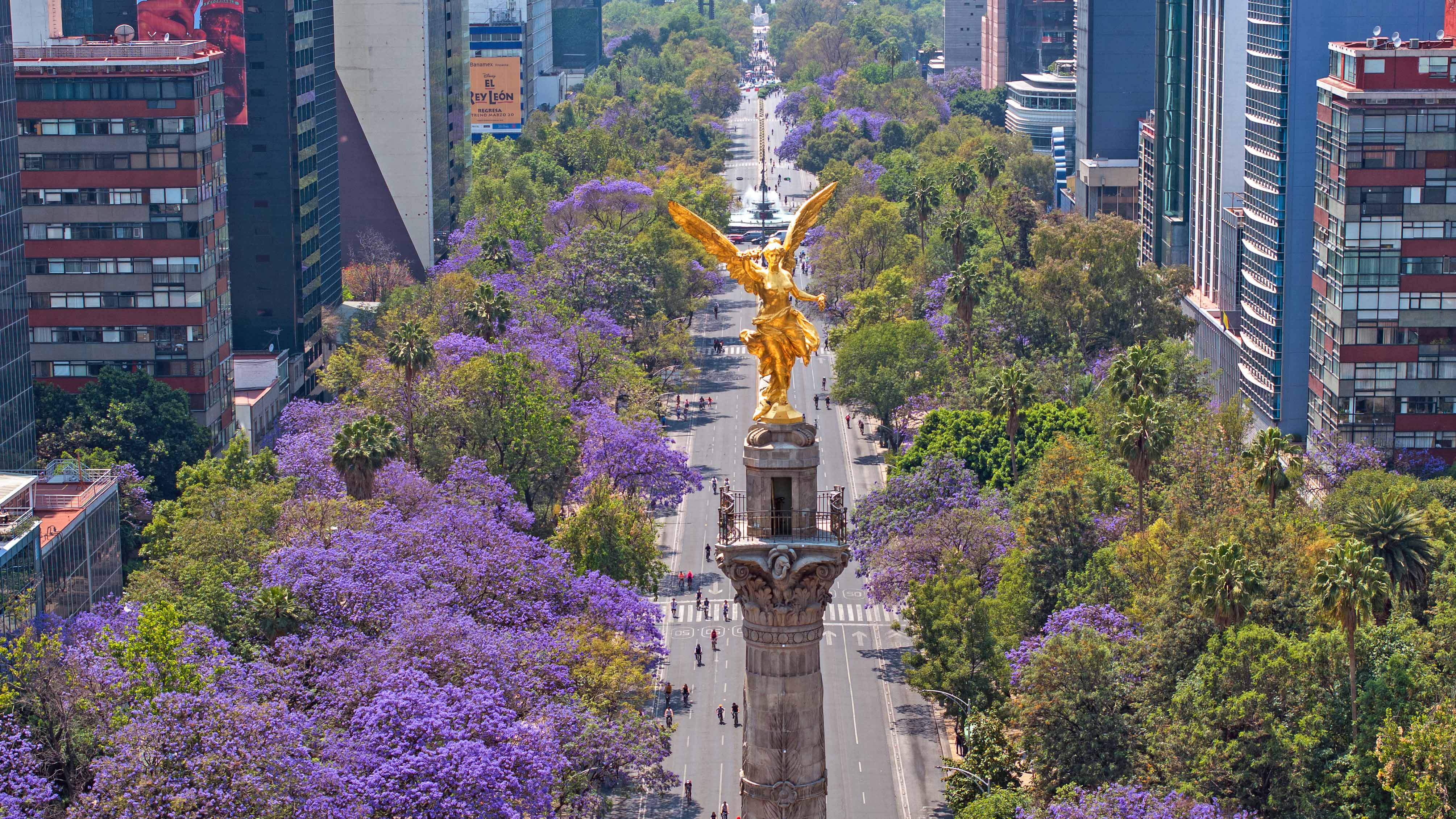 ARCHIV - 23.03.2025, Mexiko, Mexiko-Stadt: Ein am 23. M&auml;rz 2025 aufgenommenes Drohnenfoto zeigt bl&uuml;hende Jacaranda-B&auml;ume entlang der Avenida Reforma in Mexiko-Stadt, der Hauptstadt von Mexiko. Jedes Jahr von M&auml;rz bis April schm&uuml;cken diese violett-blauen Bl&uuml;ten die Stra&szlig;en, Parks und Pl&auml;tze der Stadt und bieten ein malerisches Bild. (zu dpa: &laquo;Stadt-Begr&uuml;nung k&ouml;nnte Zahl der Hitzeopfer deutlich senken&raquo;) Foto: Li Muzi/XinHua/dpa +++ dpa-Bildfunk +++