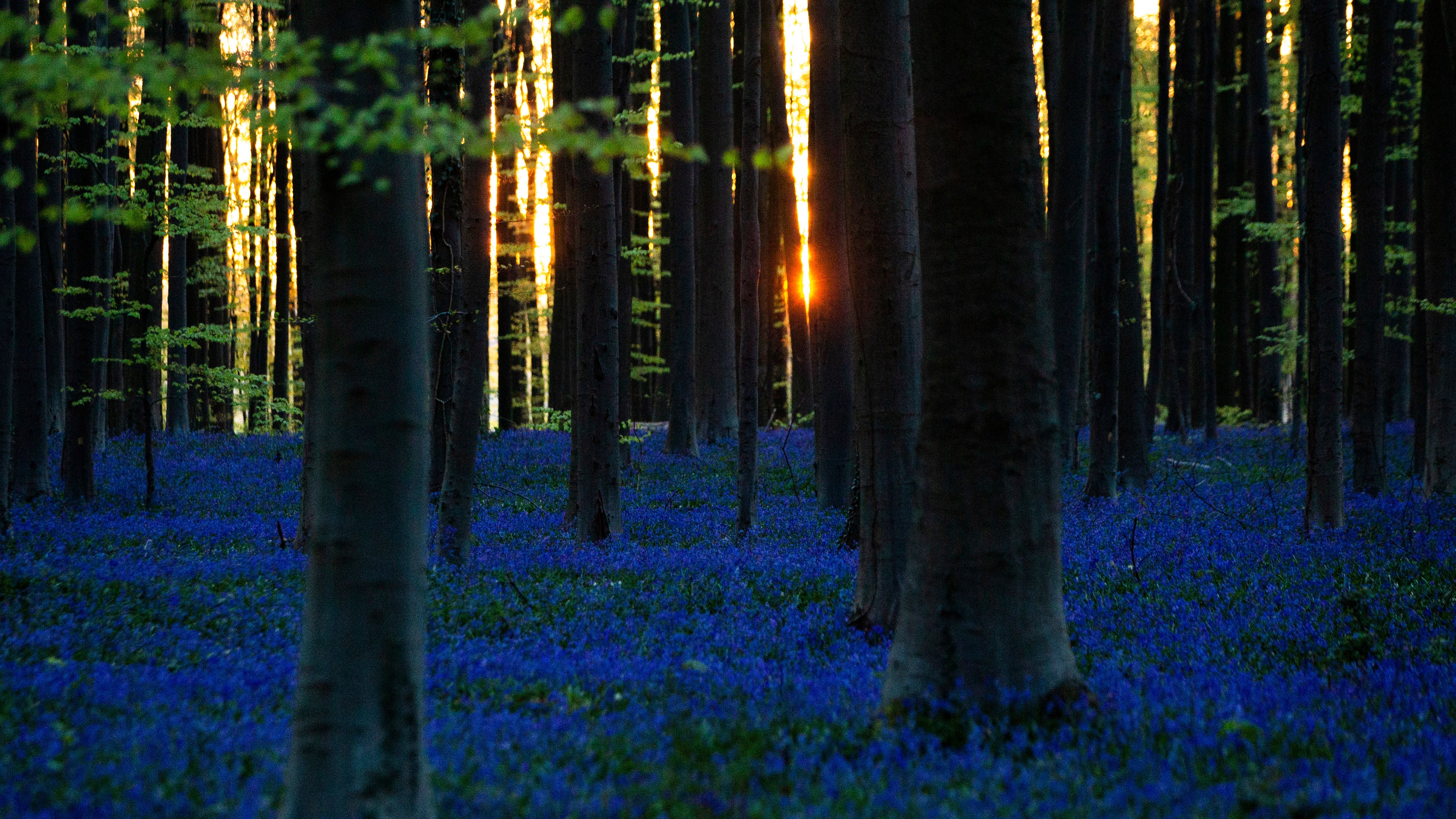 Der Boden im Wald von Hallerbos ist mit blauen Hyazinthen bedeckt