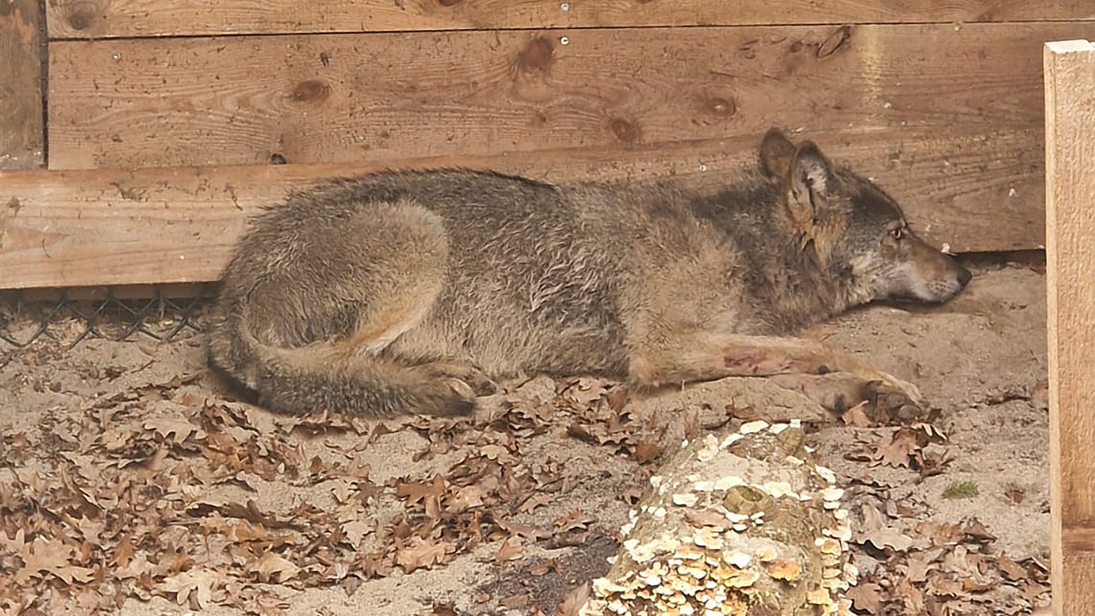 ACHTUNG: Nur zur redaktionellen Verwendung im Zusammenhang mit der aktuellen Berichterstattung und nur mit vollst&auml;ndiger Nennung des Credits

01.04.2026, Niedersachsen, Sachsenhagen: Der Wolf, der eine Frau in Hamburg verletzt hat, liegt in eine Wildtierauffangstation bei Sachsenhagen. (Umweltbeh&ouml;rde Hamburg/dpa)