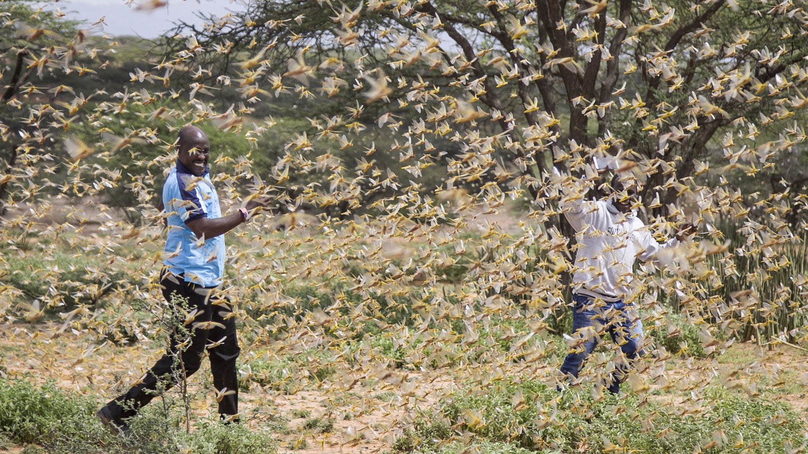 16.01.2020, Kenia, Sissia: Zwei Mitarbeiter vom Katastrophenschutz gehen in einem Schwarm W&uuml;stenheuschrecken. Der Osten Afrikas wird von der schwersten Heuschreckenplage seit 25 Jahren heimgesucht. Foto: Patrick Ngugi/AP/dpa 