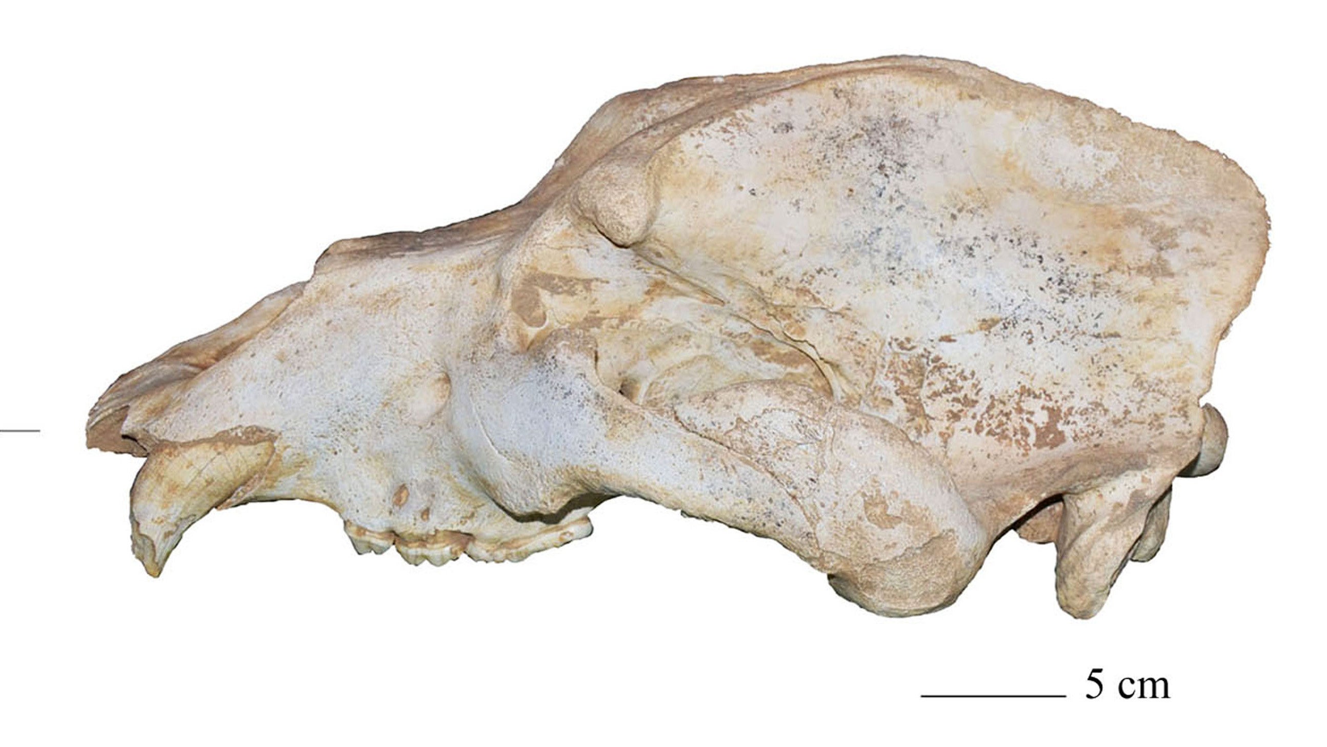 Italien, Vicenza: H&ouml;hlenb&auml;r-Sch&auml;del aus der H&ouml;hle Buso Doppio del Broion.