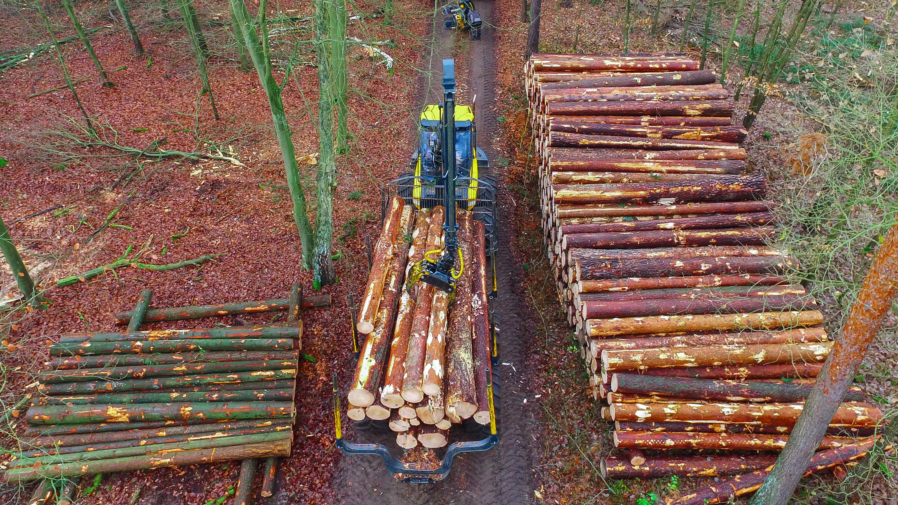 ARCHIV - 23.11.2016, Brandenburg, Sauen: Frisch gef&auml;llte und auf 5 Meter L&auml;nge geschnittene Kiefernst&auml;mme werden im Forstrevier der Stiftung August Bier in Sauen (Brandenburg) auf einen Polder gelegt. (Illustration zu dpa:Nach St&uuml;rmen gr&ouml;&szlig;te Holzernte seit 2007) Foto: Patrick Pleul/dpa-Zentralbild/dpa +++ dpa-Bildfunk +++