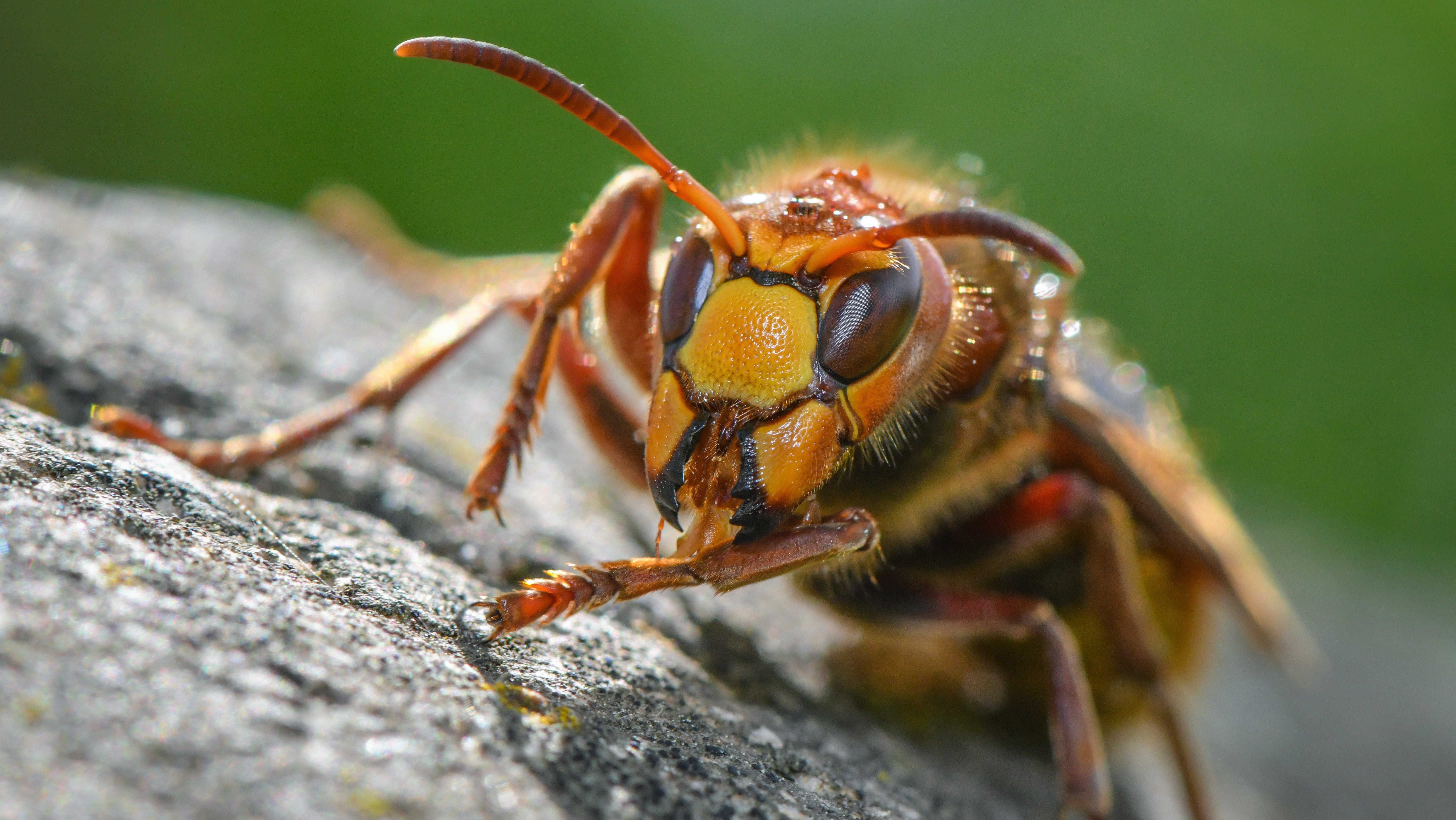 Eine Hornisse (Vespa crabro) steht auf einem Stein in einem Garten.