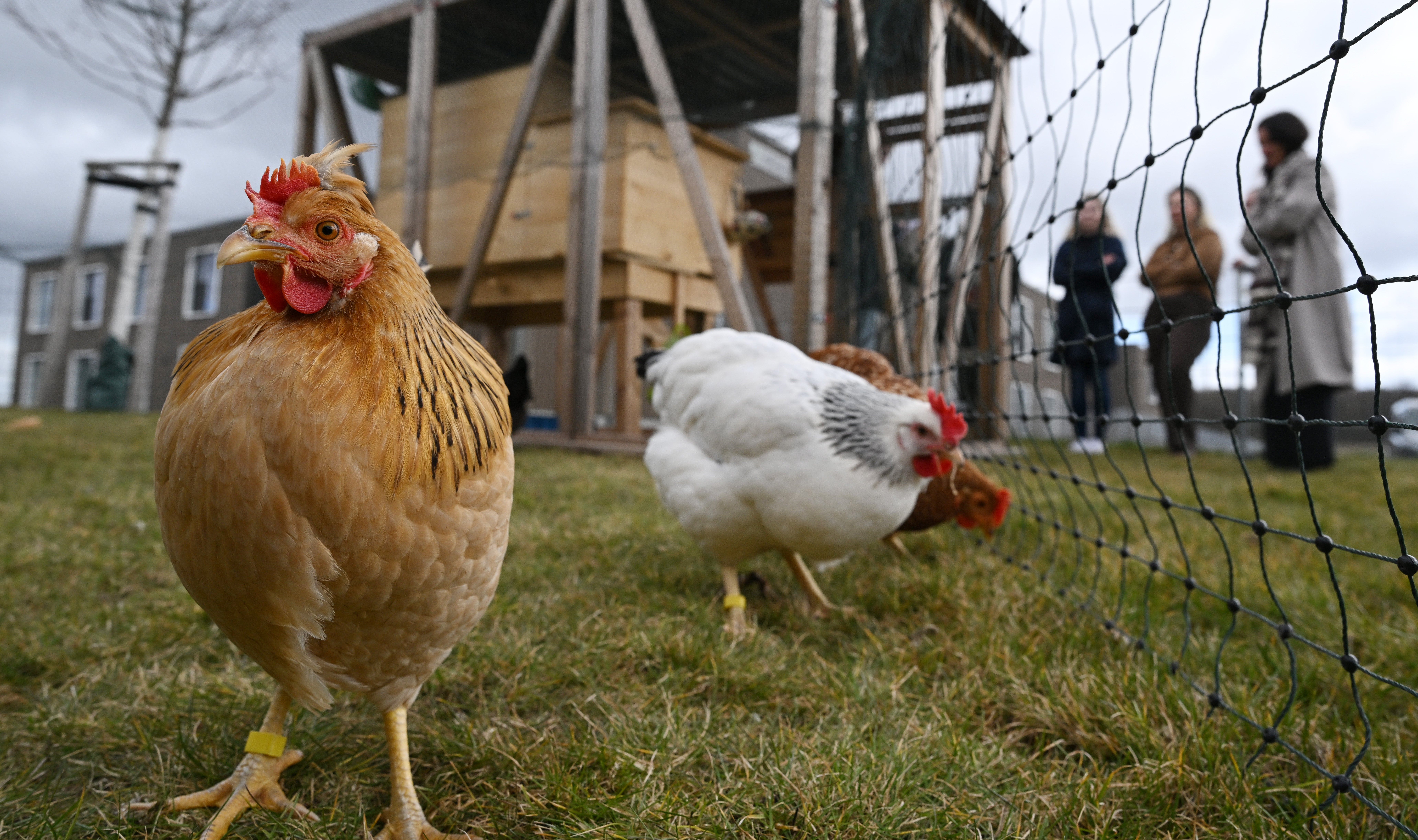31.03.2026, Th&uuml;ringen, Milda: Im Pflegeheim "Landhaus Mildaer Hof" gackern seit etwa einer Woche f&uuml;nf Mieth&uuml;hner im Garten. In vielen Regionen Deutschlands lassen sich inzwischen H&uuml;hner f&uuml;r private G&auml;rten, Schulen oder Pflegeheime mieten. (Martin Schutt/dpa)