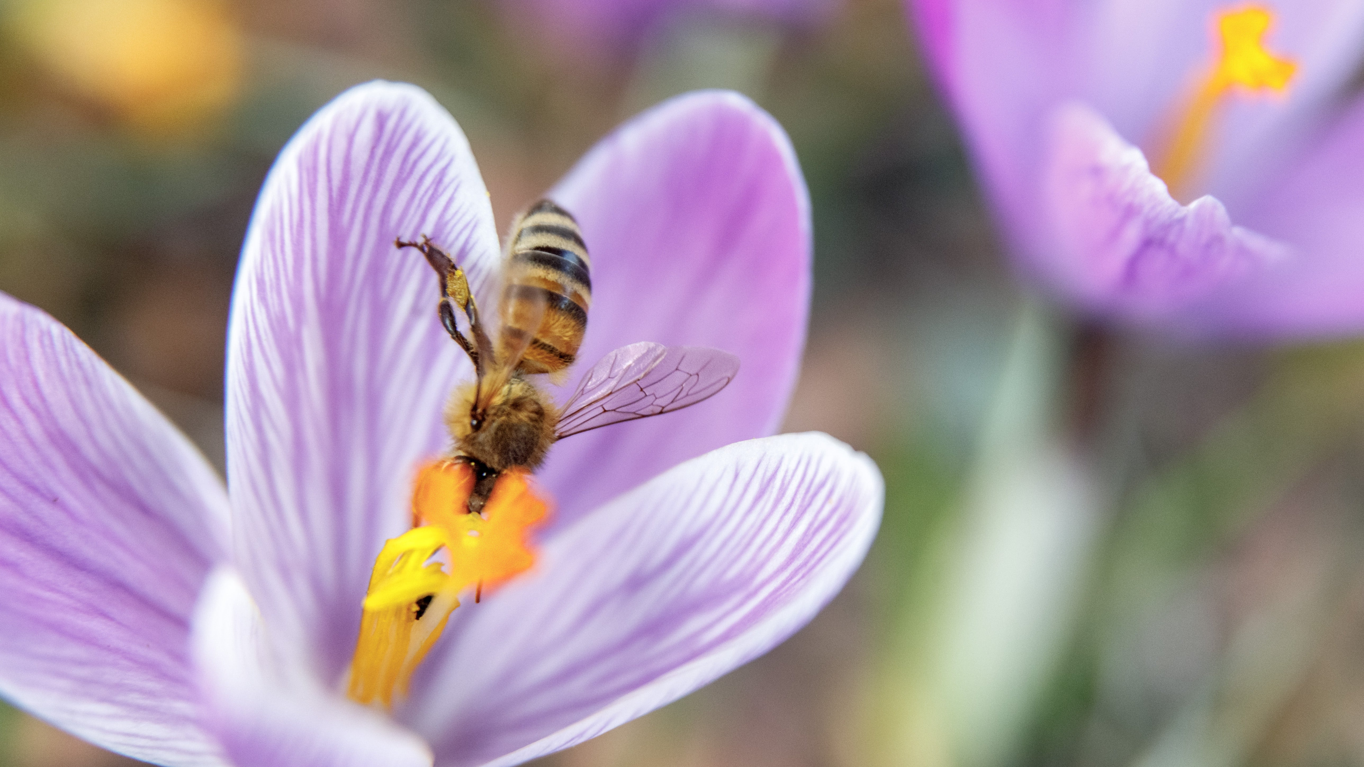 Schleswig-Holstein, Ahrensburg: Einen Tag vor dem offiziellen Fr&uuml;hlingsbeginn sammelt eine Biene Nektar aus einer Krokusbl&uuml;te. (Markus Scholz/dpa)