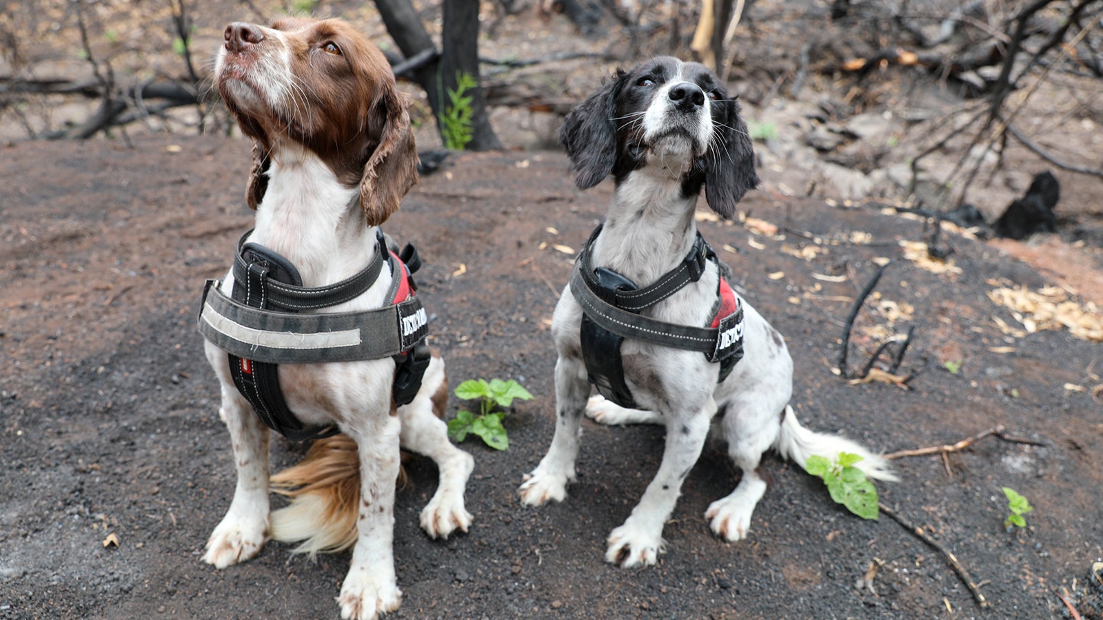 HANDOUT - 12.01.2020, Australien, Maryvale: Die Sp&uuml;rhunde Taz (r) and Missy hocken in dem von den Buschbr&auml;nden verbrannten Gebiet. Die speziell ausgebildeten Hunde helfen zurzeit, &uuml;berlebende Koalas in Australiens Buschbr&auml;nden-Gebieten ausfindig zu machen. (zu dpa "Jagdhunde sp&uuml;ren hilflose Koalas auf") Foto: Veronica Joseph/WWF Australia/dpa - ACHTUNG: Nur zur redaktionellen Verwendung im Zusammenhang mit der aktuellen Berichterstattung und nur mit vollst&auml;ndiger Nennung des vorstehenden Credits +++ dpa-Bildfunk +++