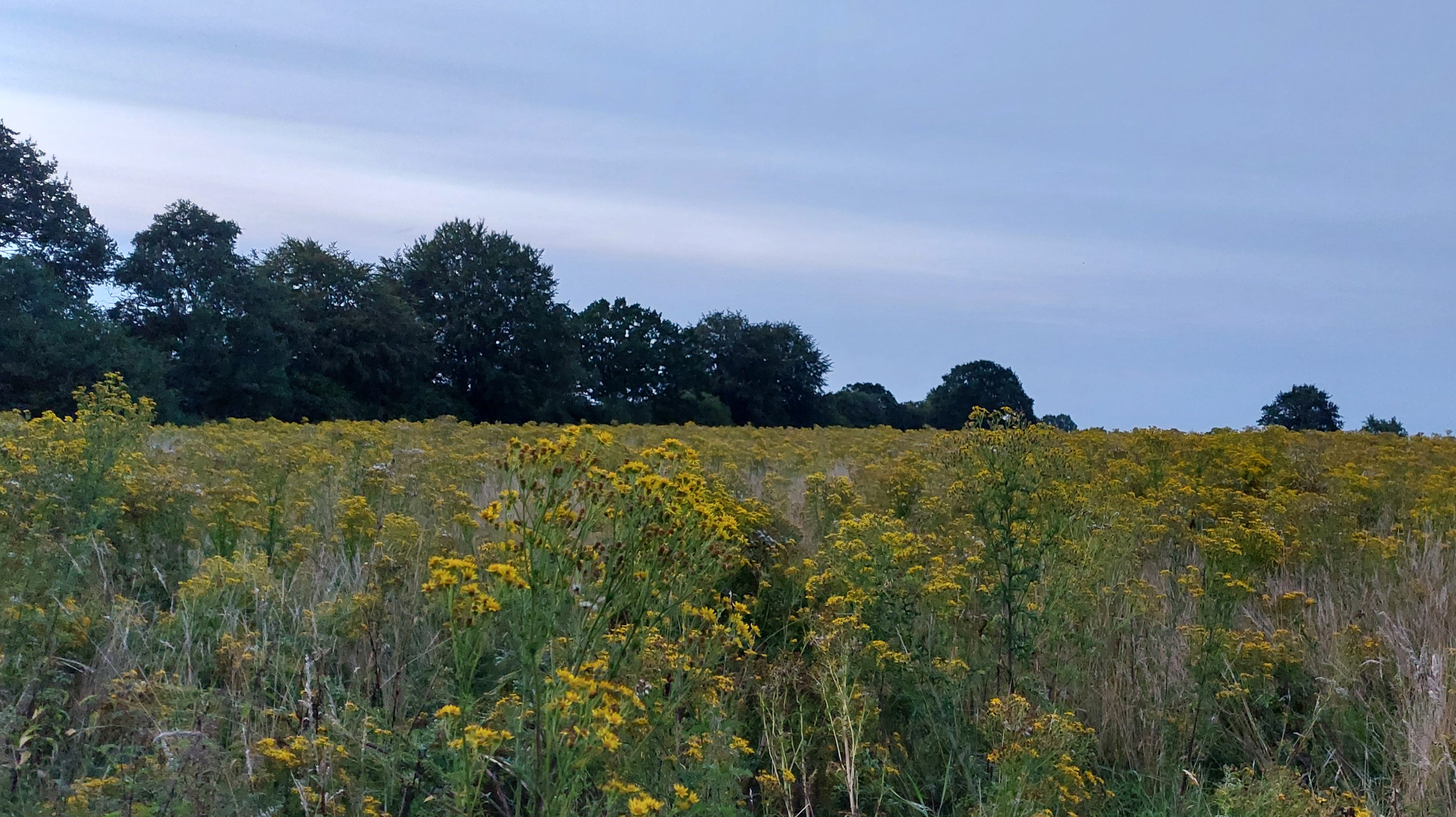 Schleswig-Holstein, Lammershagen: Eine Ackerbrachfl&auml;che im Kreis Pl&ouml;n in Schleswig-Holstein ist &uuml;bers&auml;t mit Jakobskreuzkraut. (zu dpa: &laquo;Das gelbe Gift: Jakobskreuzkraut auf dem Vormarsch&raquo;) Foto: M. Rottstegge-Koch/dpa - ACHTUNG: Nur zur redaktionellen Verwendung im Zusammenhang mit der aktuellen Berichterstattung und nur mit vollst&auml;ndiger Nennung des vorstehenden Credits +++ dpa-Bildfunk +++