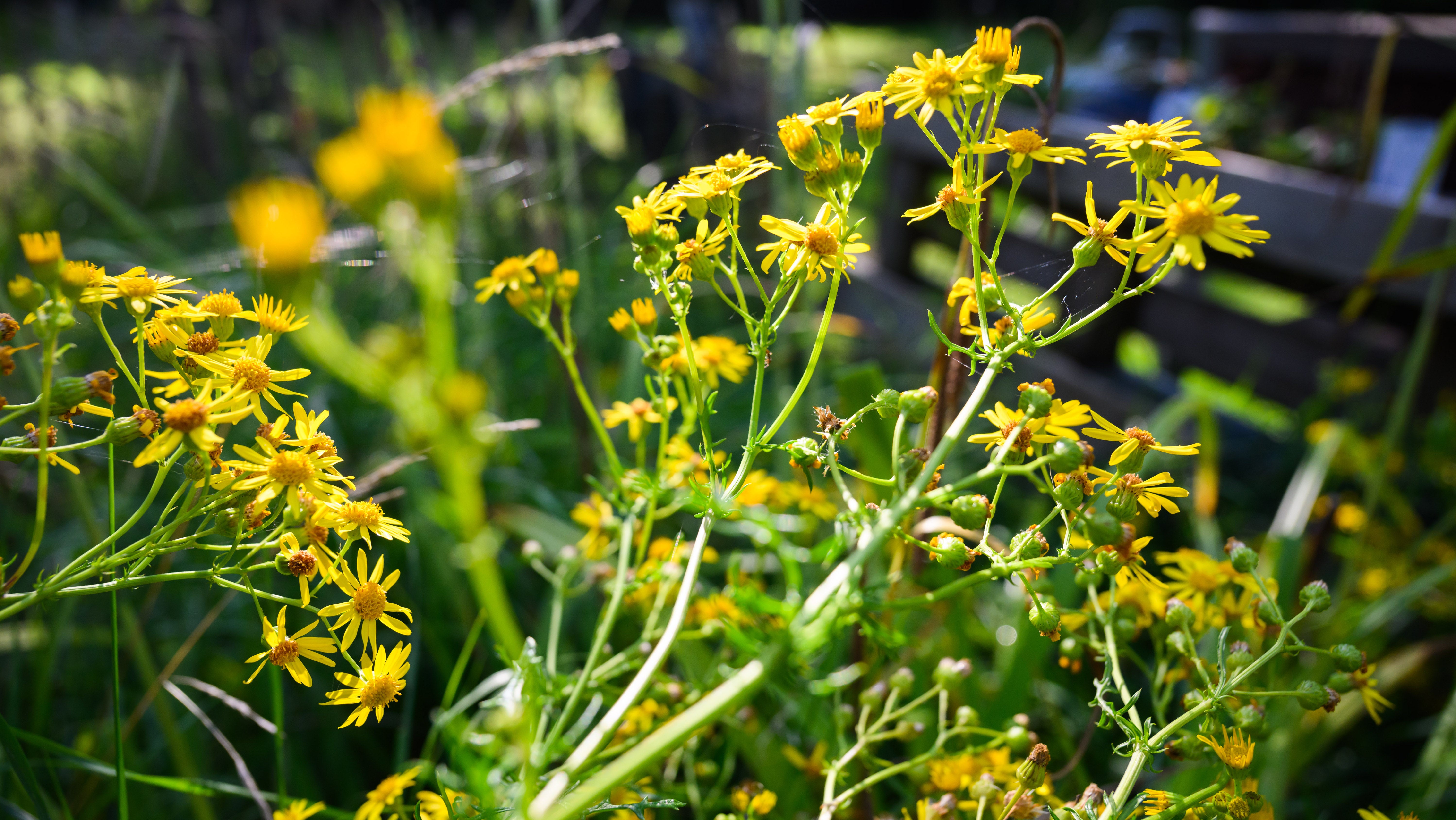 30.07.2024, Niedersachsen, Hannover: Jakobskreuzkraut - auch Jakobs-Greiskraut oder Jakobskraut genannt - w&auml;chst in einem Garten in der Region Hannover. Die Pflanze ist f&uuml;r Mensch und Tier giftig. (Julian Stratenschulte/dpa)
