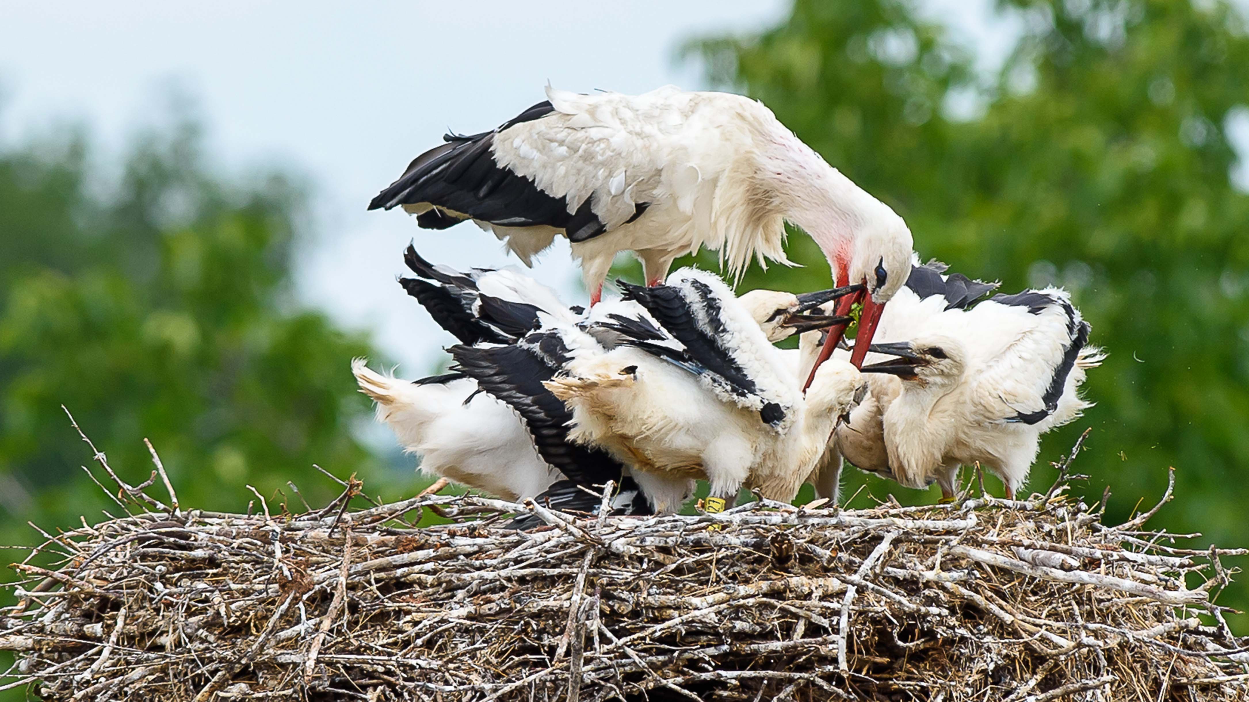 ARCHIV - 08.07.2020, Sachsen-Anhalt, Loburg: Weiﬂstorch &acute;Nobbi&ordf; f&cedil;ttert in seinem Nest auf dem Storchenhof seine K&cedil;ken. (zu dpa &acute;Bruterfolg der Weiﬂst&circ;rche ortsabh&permil;ngig&ordf;) Foto: Klaus-Dietmar Gabbert/dpa-Zentralbild/dpa +++ dpa-Bildfunk +++