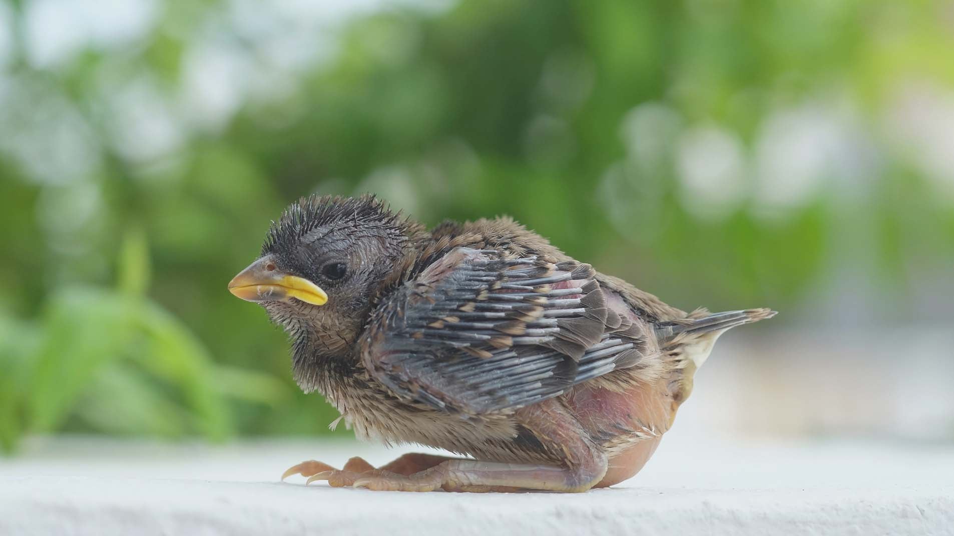 baby of sparrow on ground falls from the nest