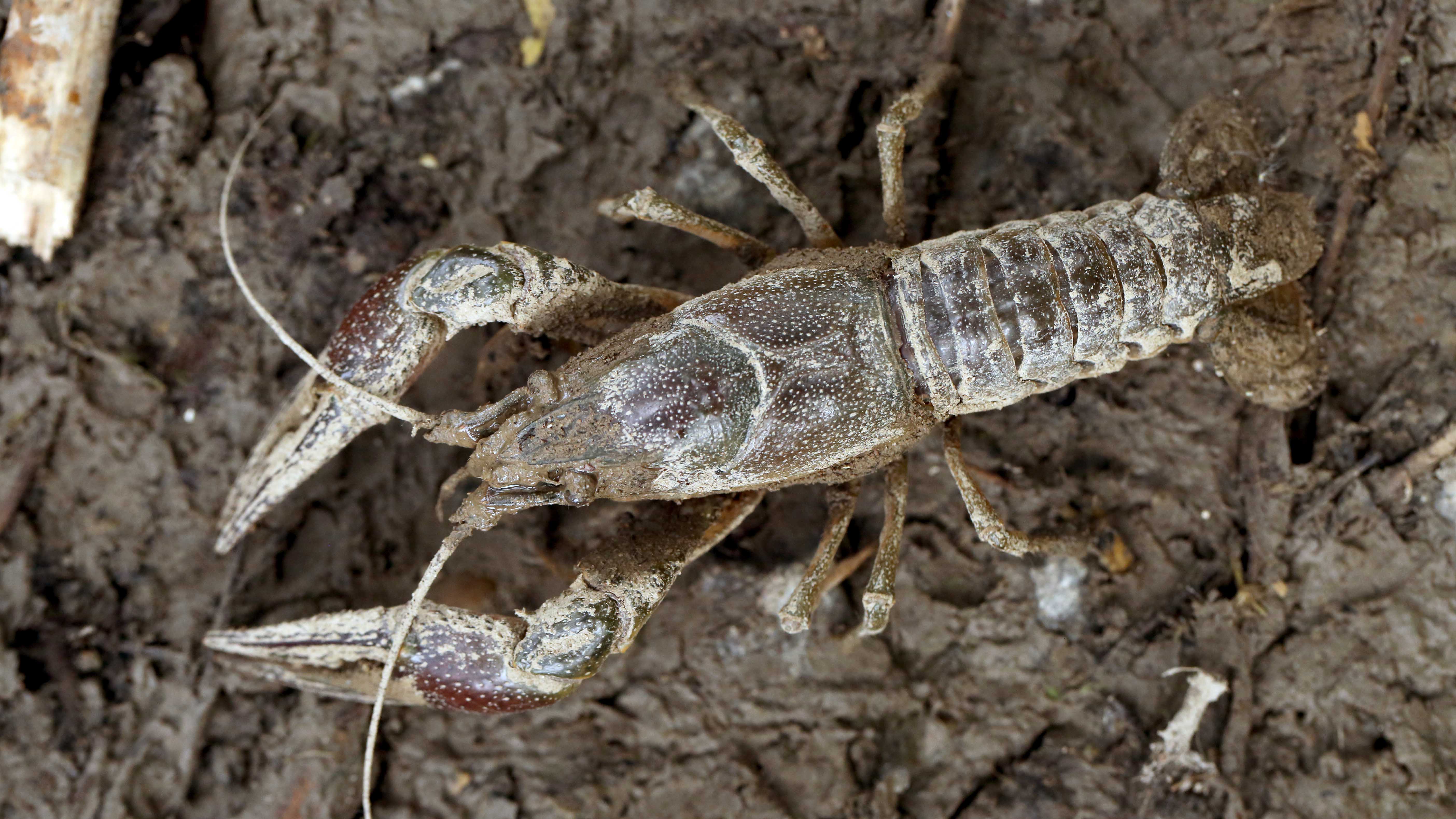 ARCHIV - 31.07.2016, Rheinstetten: Ein Kalikokrebs, aufgenommen an einem See. Zu Wasser und zu Land gibt es sie l&auml;ngst in Rheinland-Pfalz in freier Wildbahn:&nbsp;Tiere, die urspr&uuml;nglich aus anderen Teilen der Erde stammen. Zu den Arten, die besonders viel Schaden auch in Rheinland-Pfalz hinterlassen, geh&ouml;rt der nordamerikanische Kalikokrebs. Foto: Karsten Grabow/dpa +++ dpa-Bildfunk +++