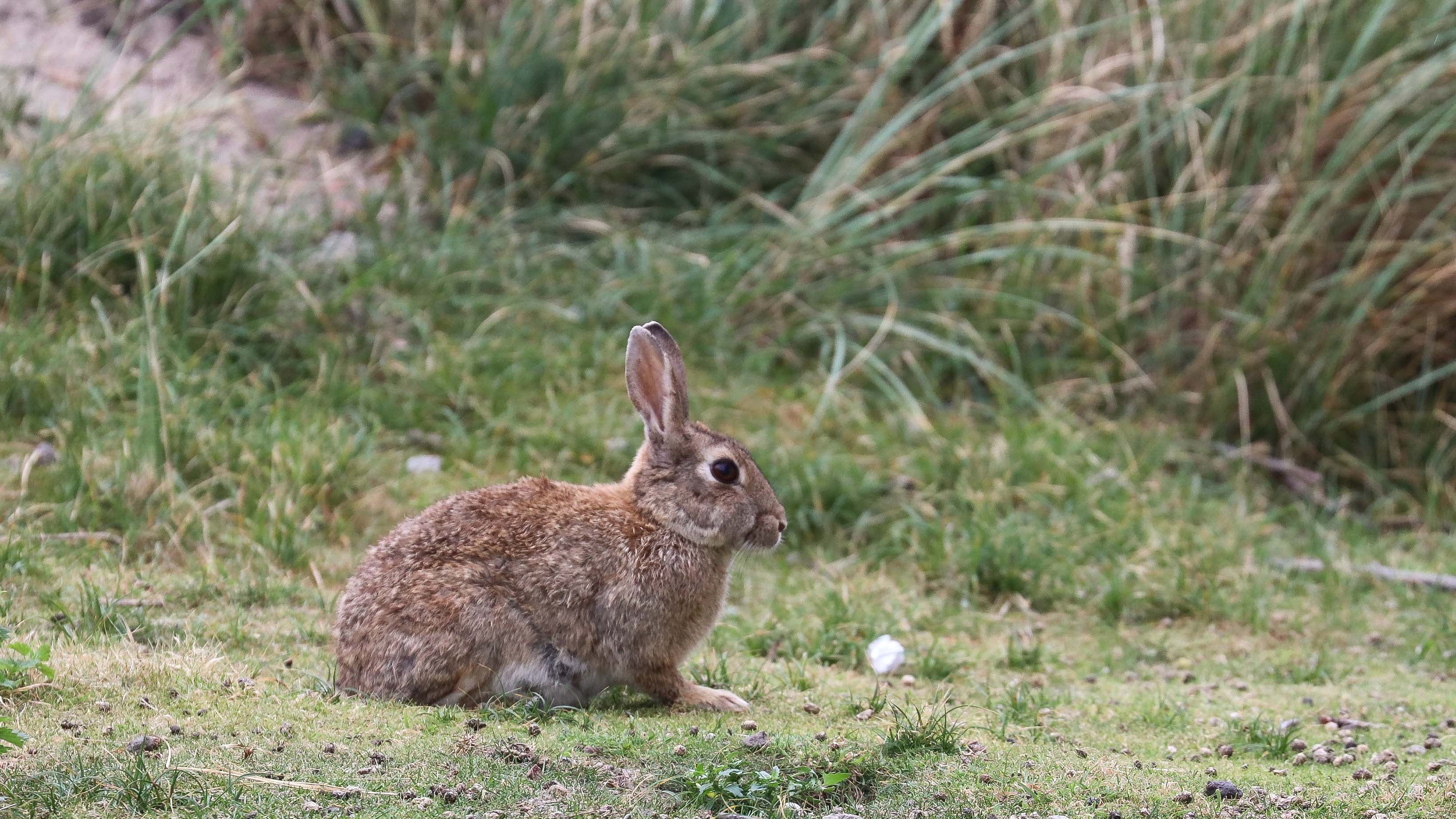17.08.2022, Niedersachsen, Norderney: Ein Kaninchen sitzt an einer D&cedil;ne im Stadtgebiet.  An manchen Stellen auf Norderney sind D&cedil;nen durchl&circ;chert wie ein Schweizer K&permil;se. Die Verursacher muss man oft nicht lange suchen. Mal sonnen sich die Wildkaninchen vor ihren unterirdischen Bauen, mal hoppeln sie &cedil;ber die Insel. (zu dpa-KORR.: "Wilde Bewohner: Wie Kaninchen, F&cedil;chse und Co. Nordseeinseln erobern") Foto: Volker Bartels/dpa +++ dpa-Bildfunk +++