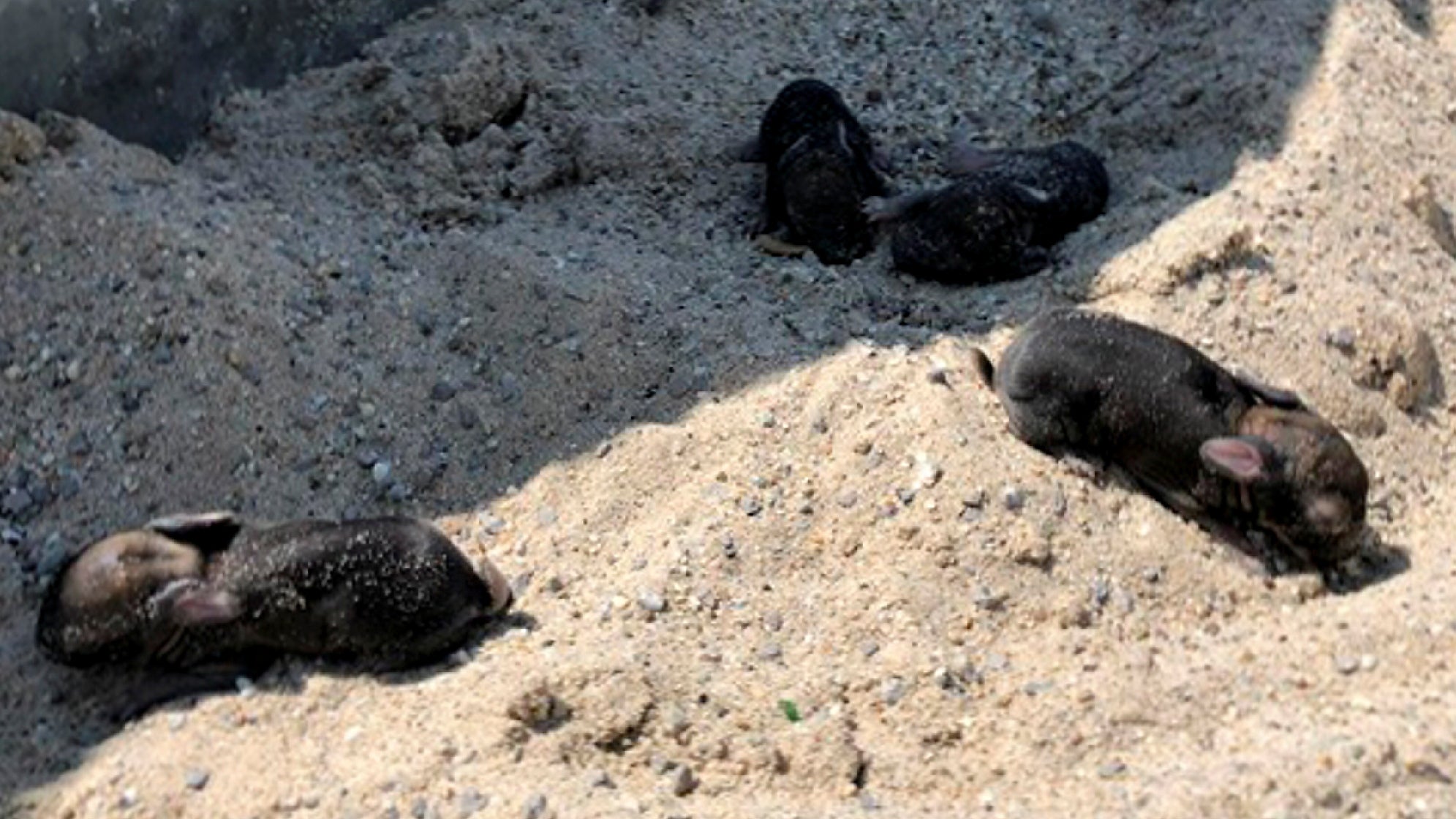 M&uuml;nchen: Vier Kaninchenbabys sitzen im Sandkasten eines Spielplatzes. Polizisten haben vier Kaninchen-Babys aus ihrem eingest&uuml;rzten Bau in M&uuml;nchen gerettet.
