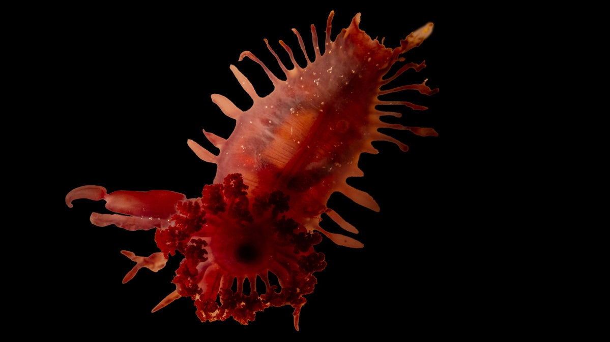 ACHTUNG: Nur zur redaktionellen Verwendung im Zusammenhang mit der aktuellen Berichterstattung und nur mit vollst&auml;ndiger Nennung des Credits

19.02.2026, Karibik: Auf diesem vom britischen Centre for Environment, Fisheries and Aquaculture zur Verf&uuml;gung gestellten Bild ist eine nicht identifizierte Seegurke (Holothuroidea) zu sehen. (Cefas/dpa)