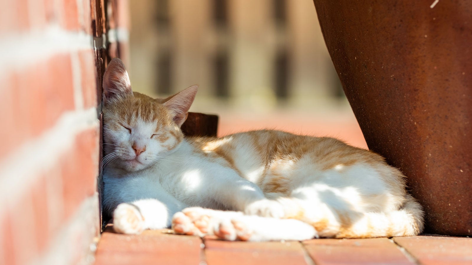 13.07.2018, Niedersachsen, Friesoythe: Eine Katze schl&auml;ft bei sonnigem Wetter an einer Wand im Schatten eines Blumenk&uuml;bels. Foto: Mohssen Assanimoghaddam/dpa +++ dpa-Bildfunk +++